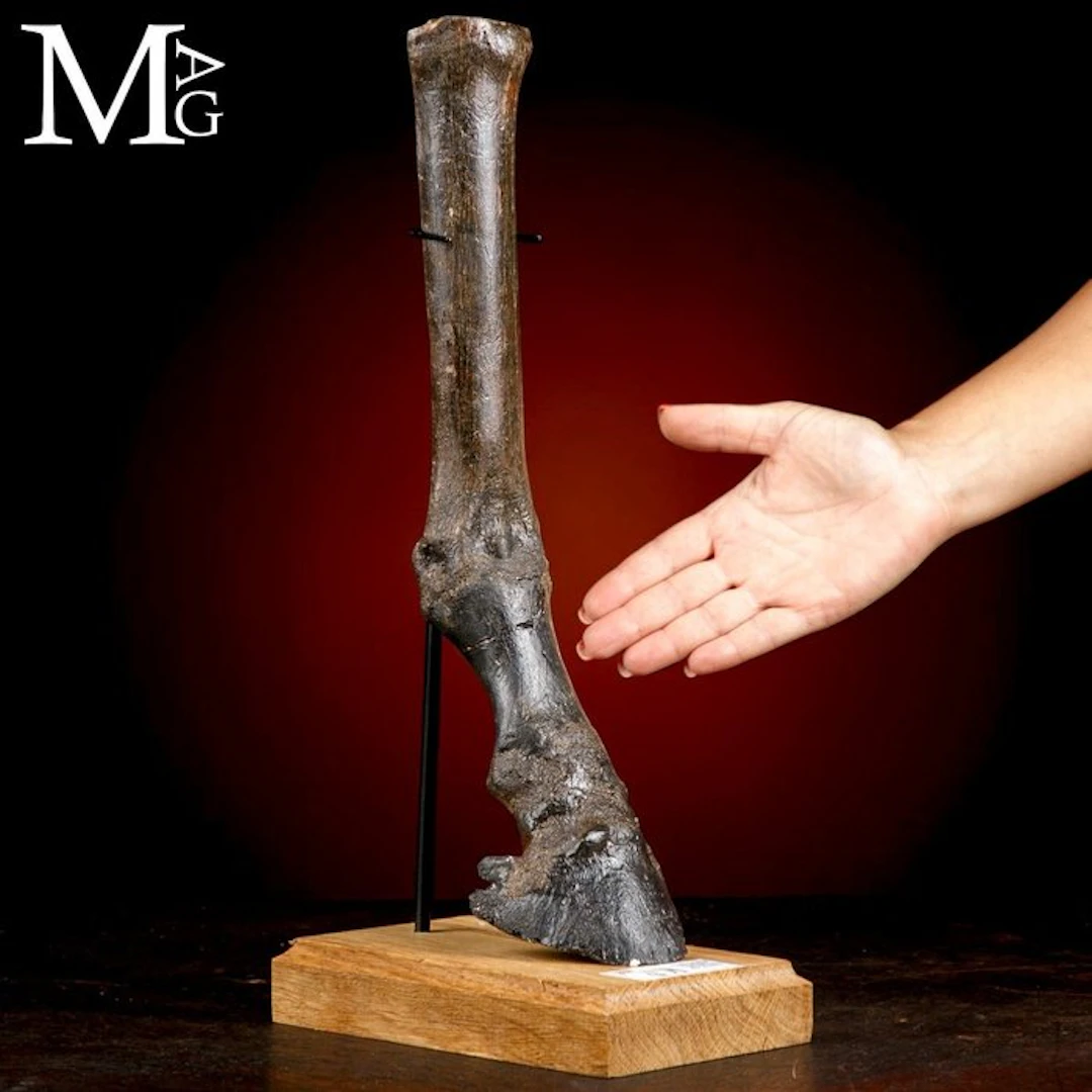 Pleistocene Horse Foot from the North Sea Ice Age Relic...
