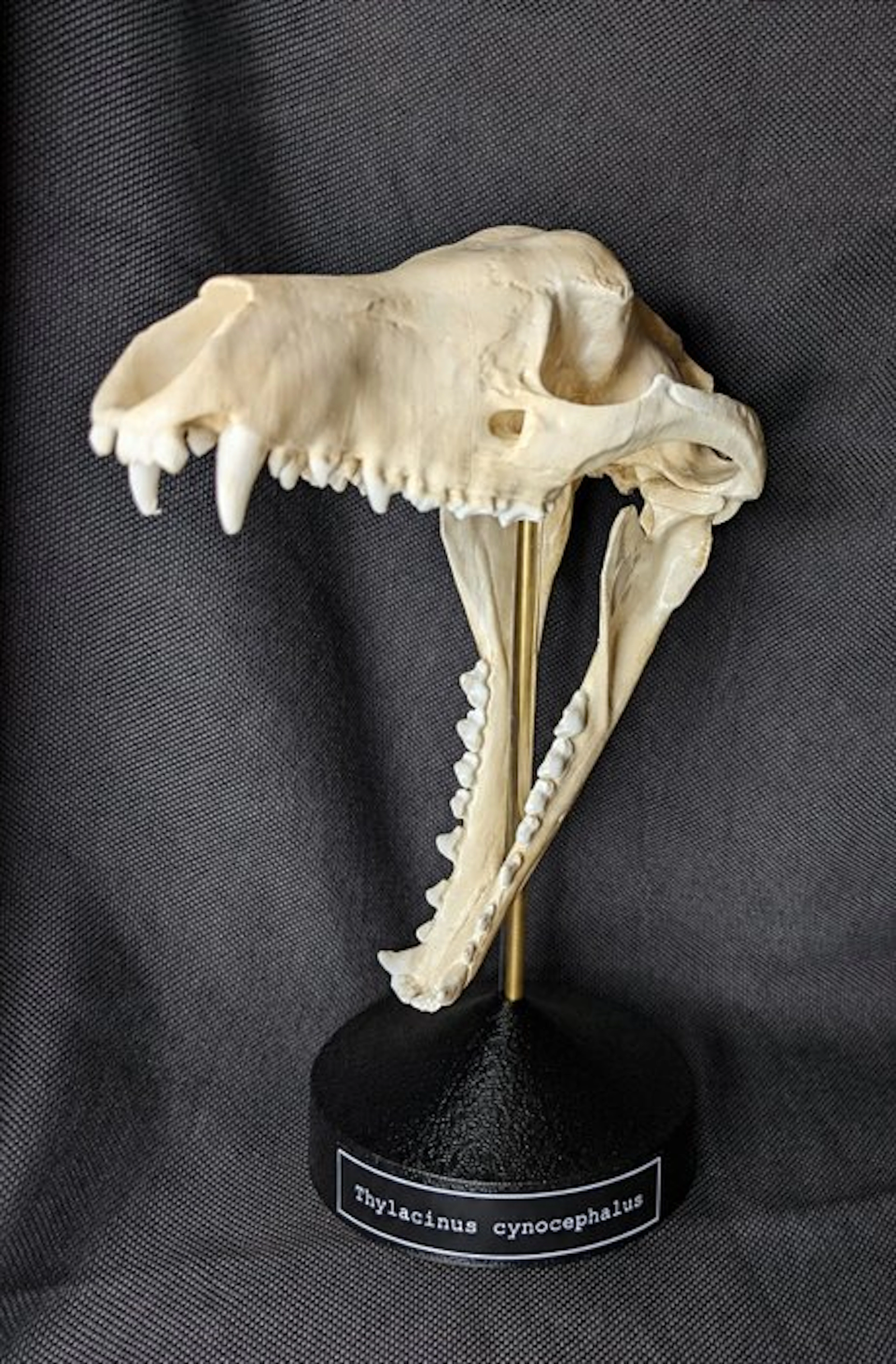 Thylacine Skull - (Thylacinus cynocephalus) - Museum...