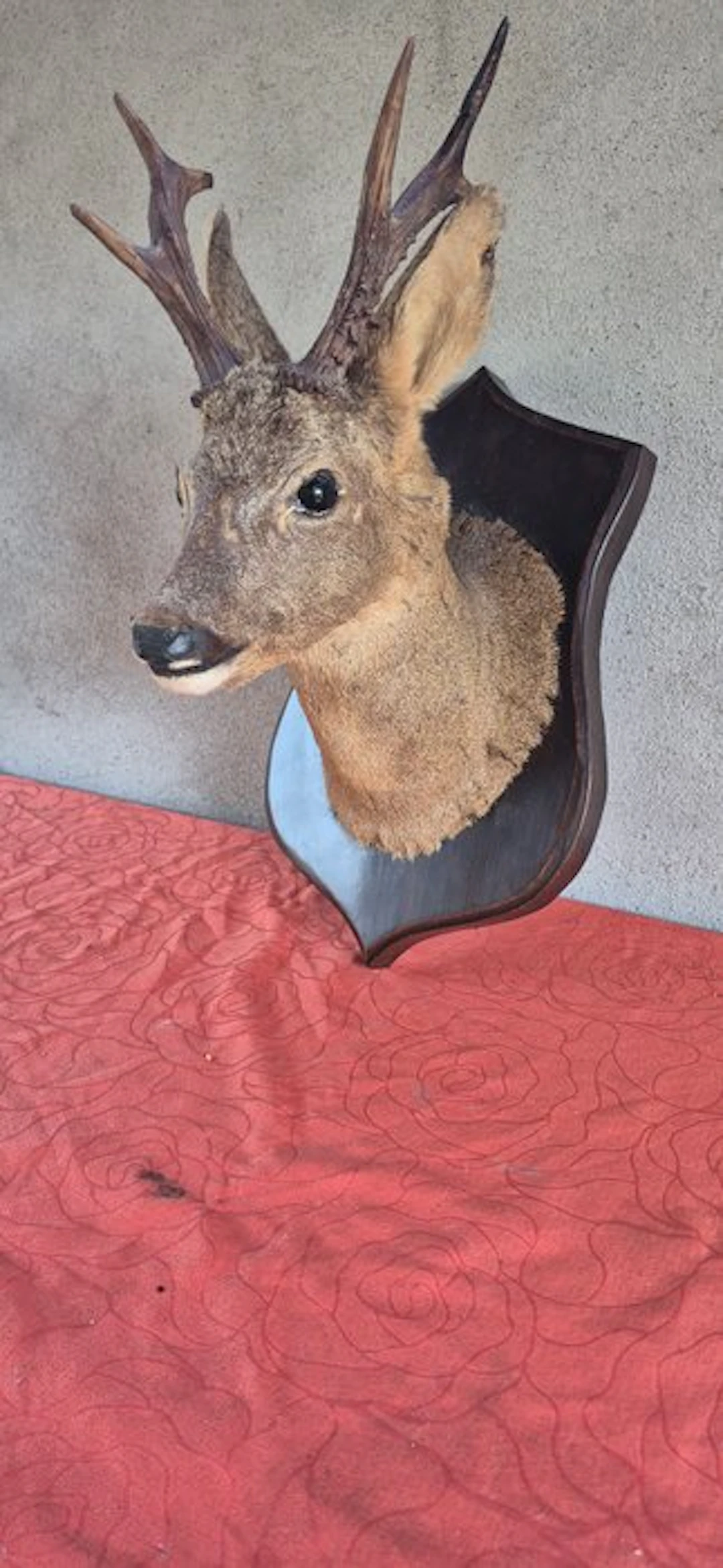 Roebuck Taxidermy wall mount - Capreolus capreolus - très...
