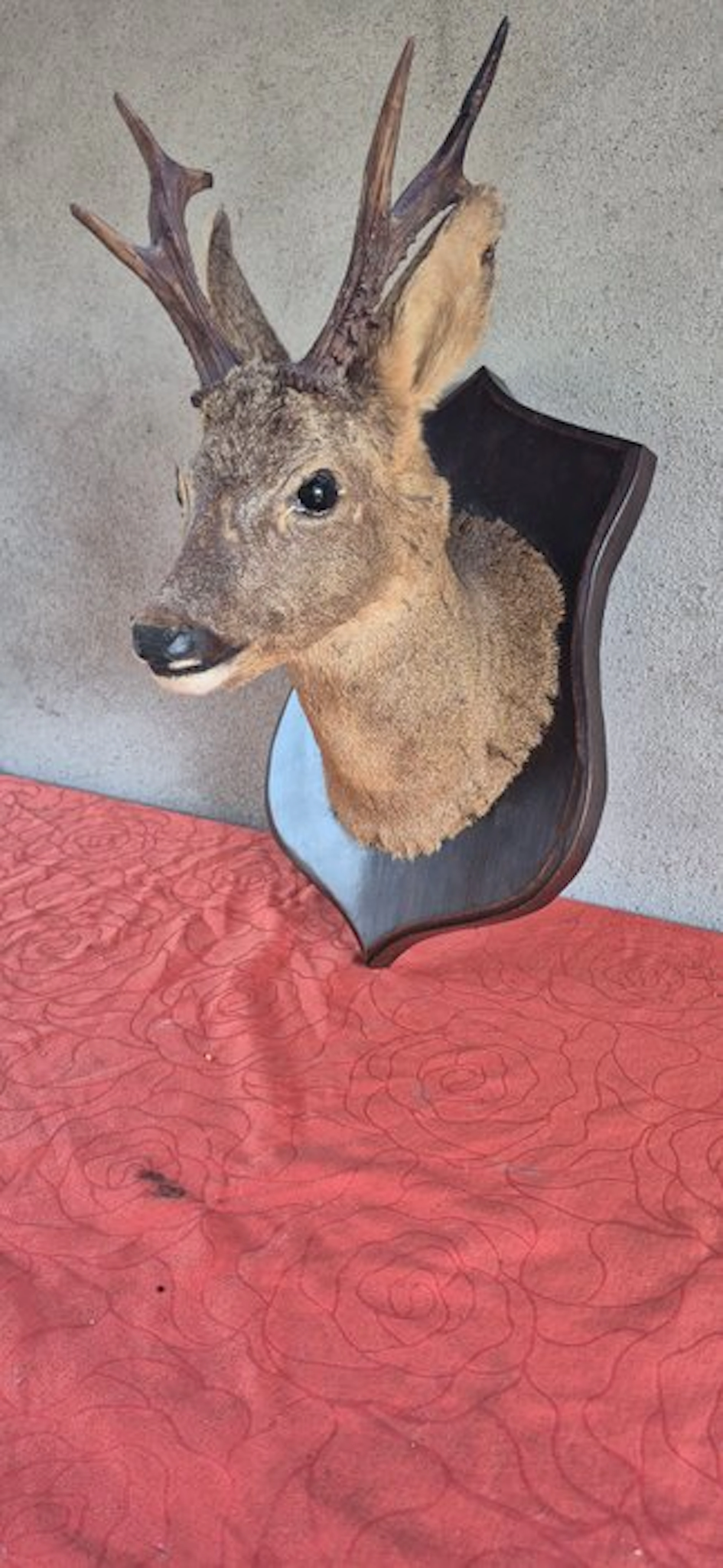 Roebuck Taxidermy wall mount - Capreolus capreolus - très...