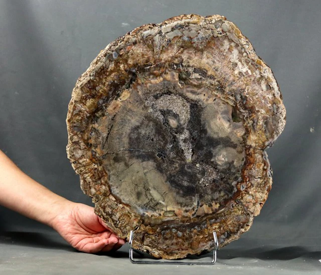 A big one - Nice and decorative fossilized wood...
