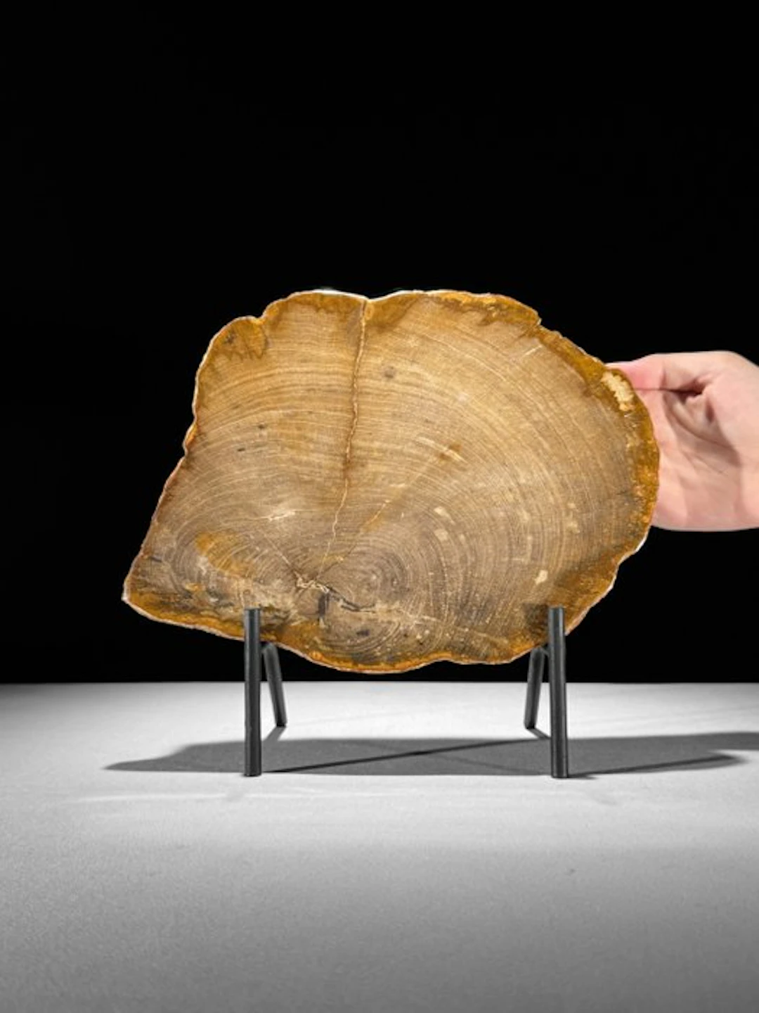 Beautiful Slice of Petrified Wood on a custom stand...