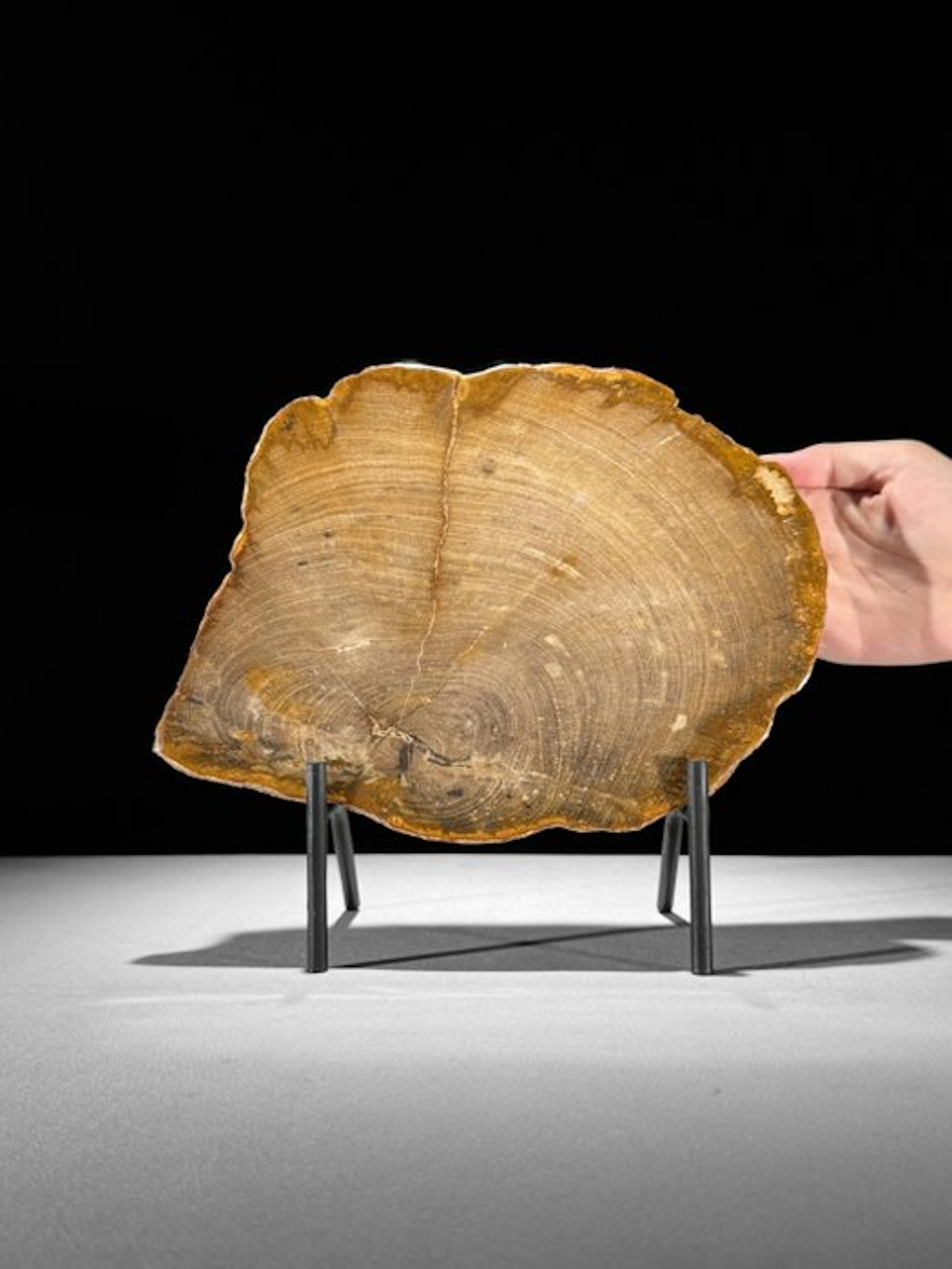 Beautiful Slice of Petrified Wood on a custom stand...