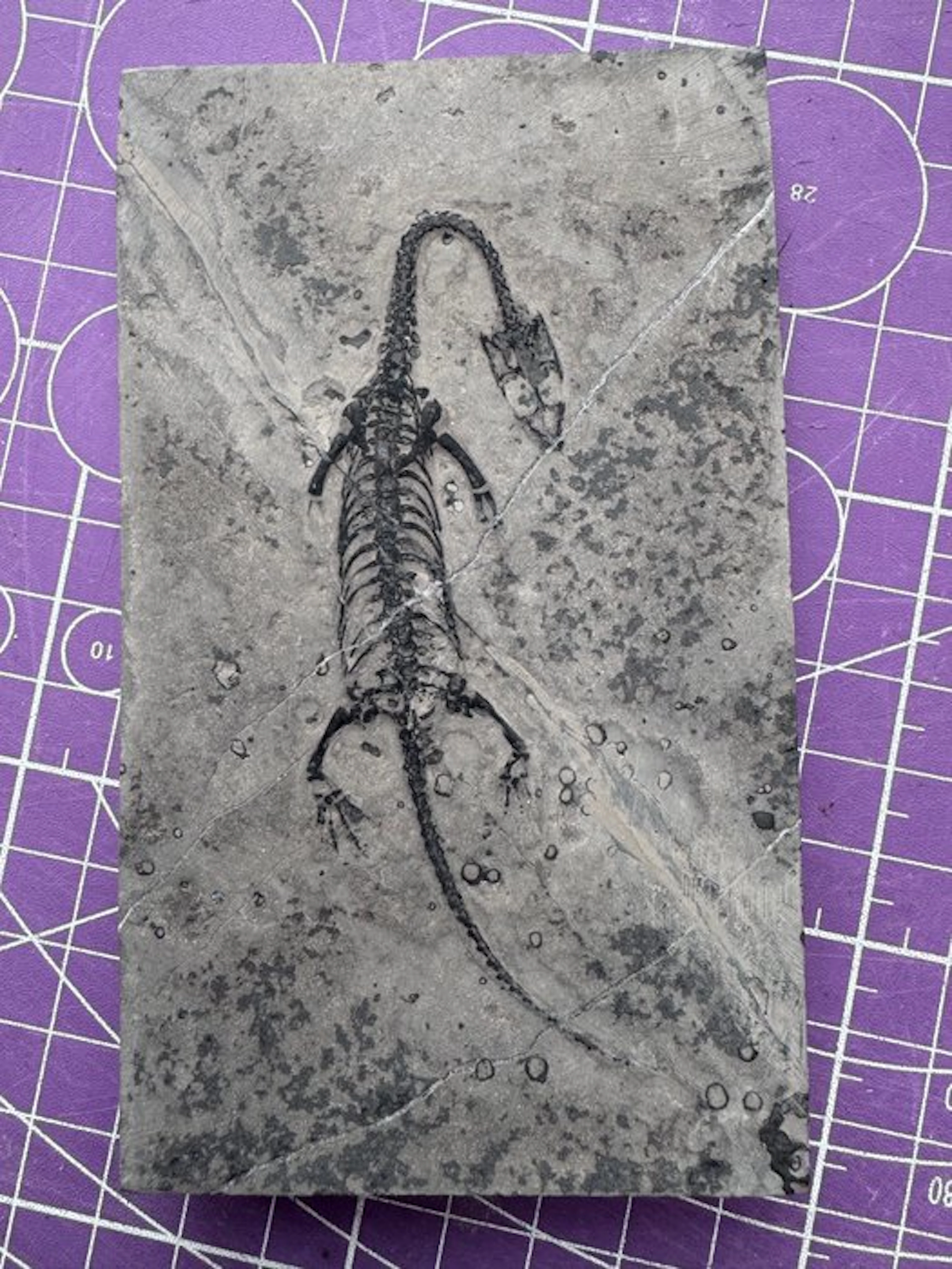 Fossil reptile: Keichousaurus - a rare testimony from the...