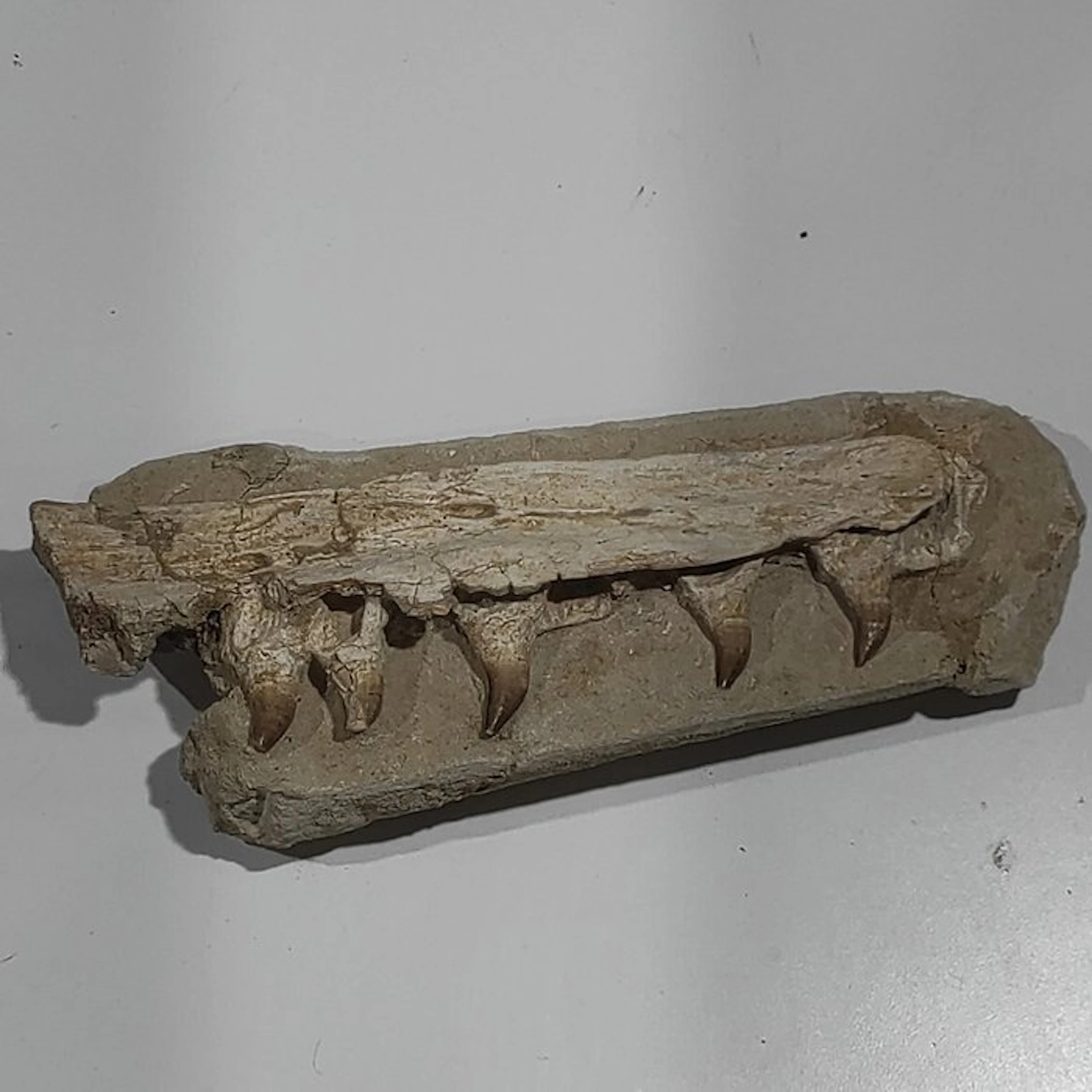 Mosasaur - Fossilised jaw - reptil marino - 21 cm - 8 cm