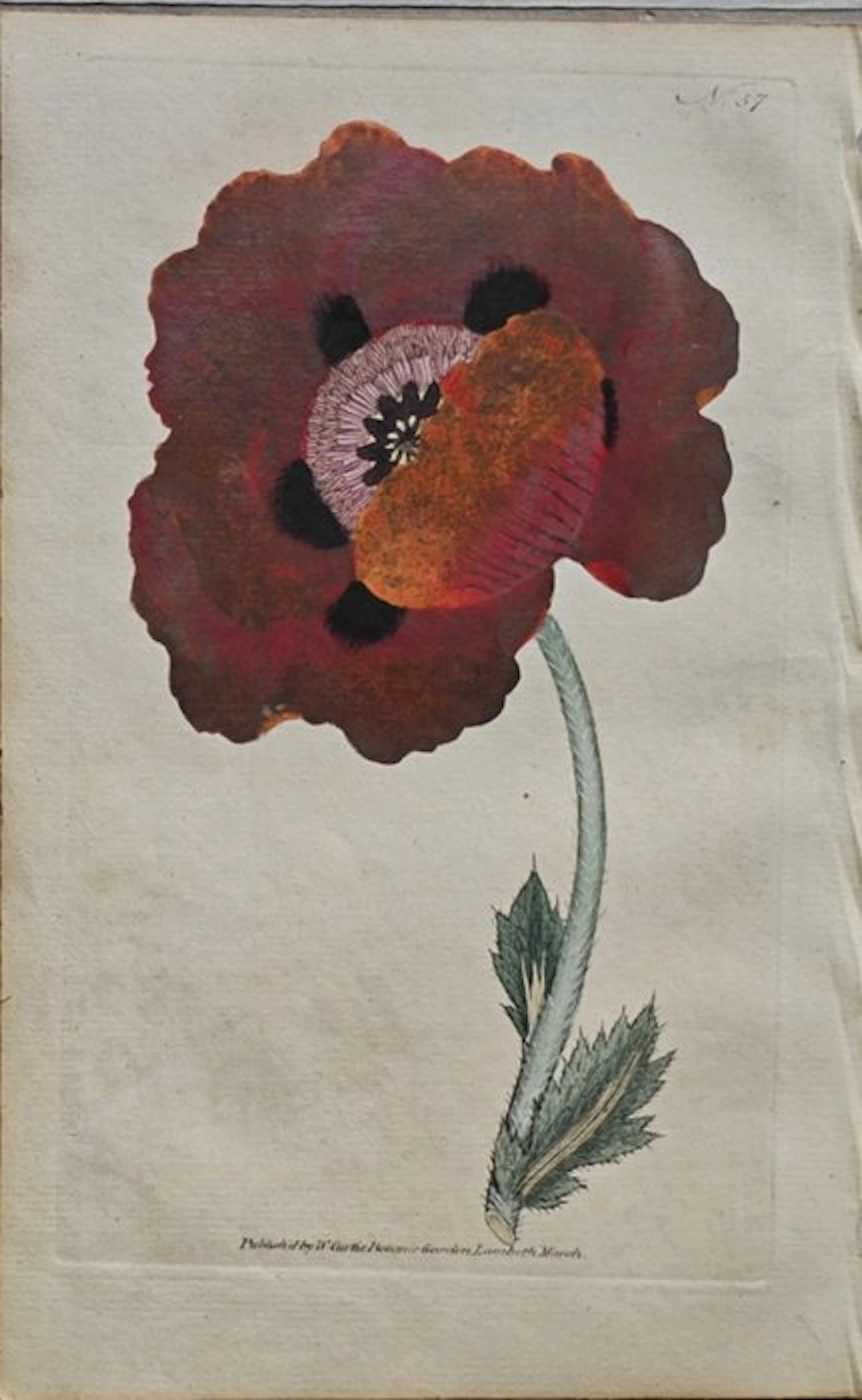 William Curtis (1746 /1799) - Papavero orientale "The Botanical Magazine"