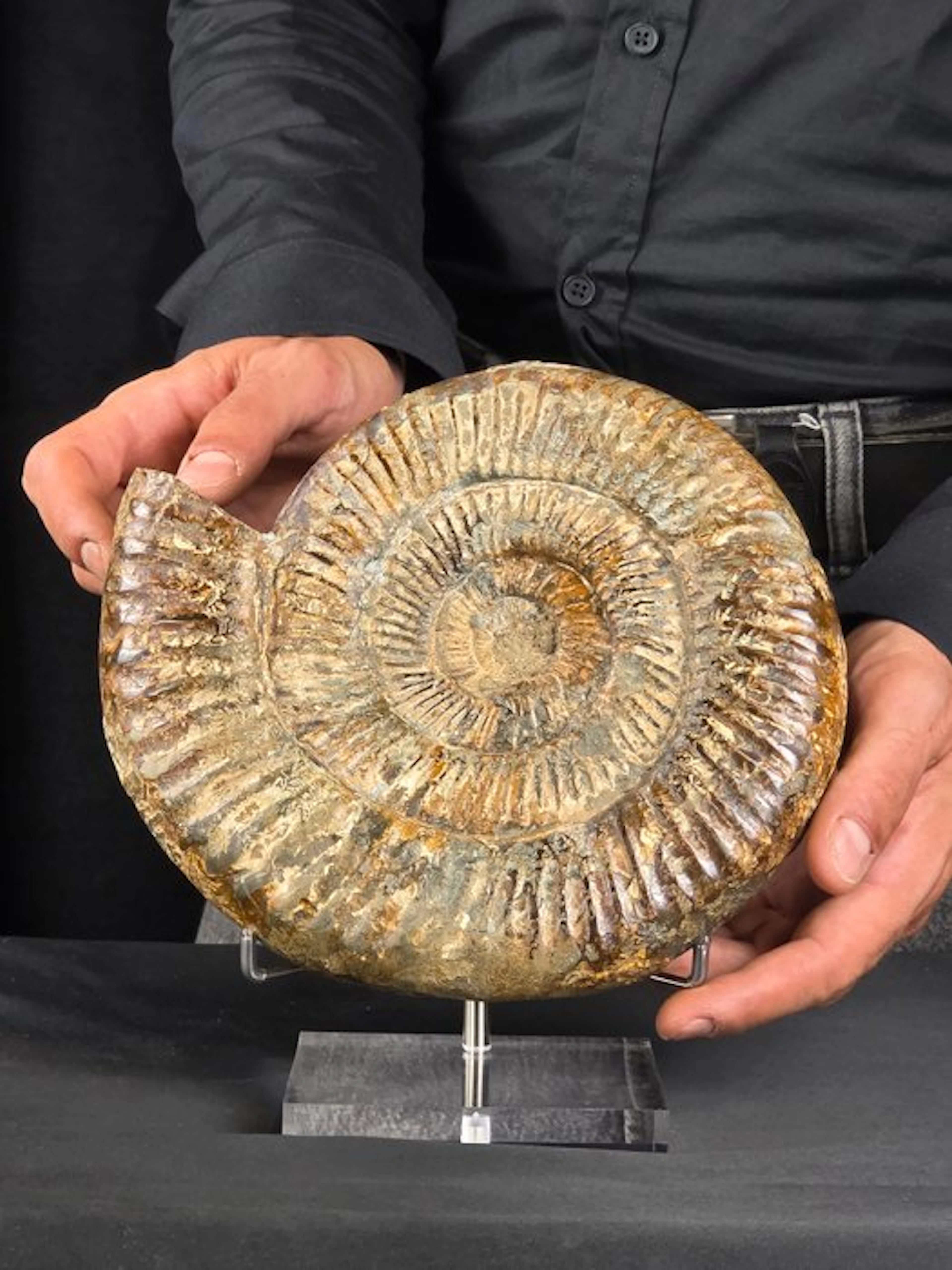 Ammonite - Fossilised animal - Perisphincets on a display stand