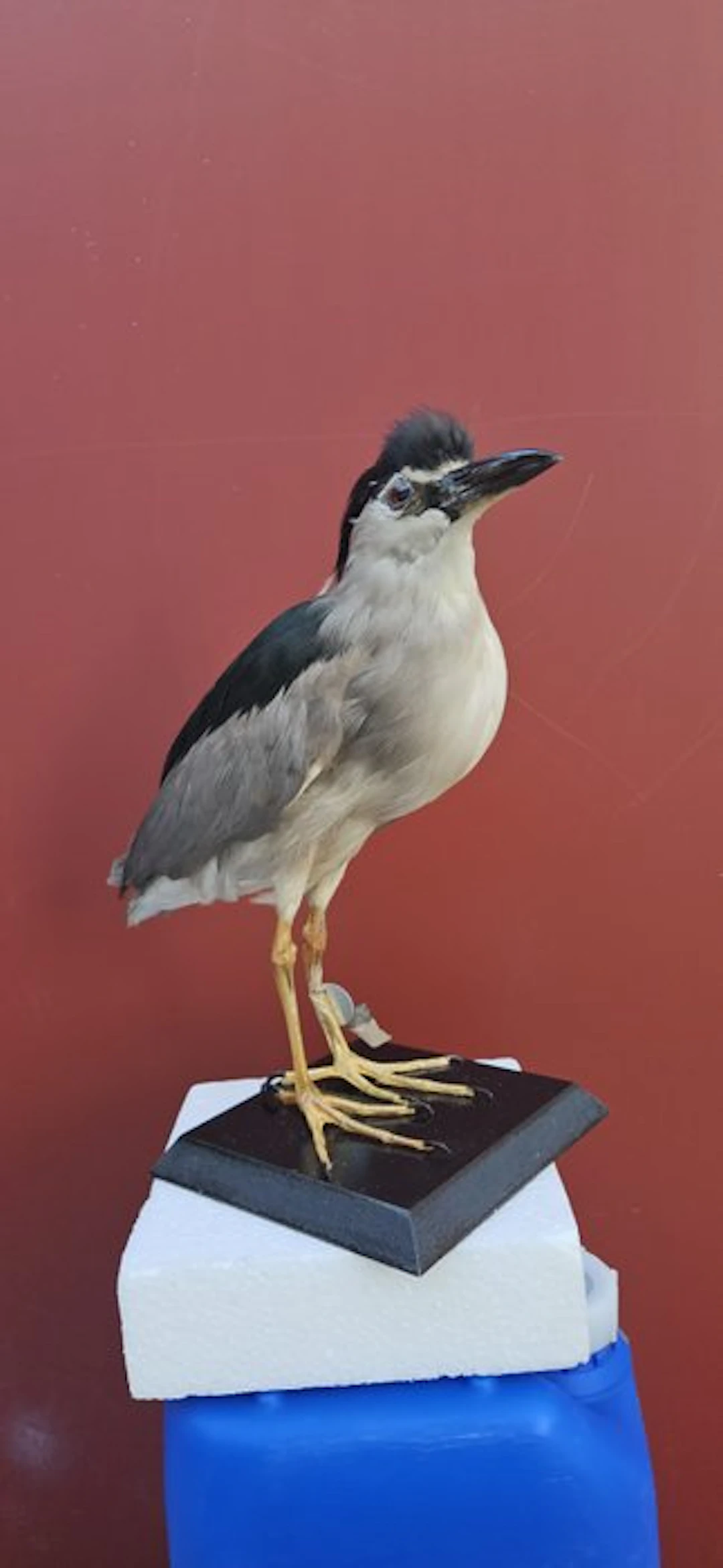 Night Heron Taxidermy full body mount...