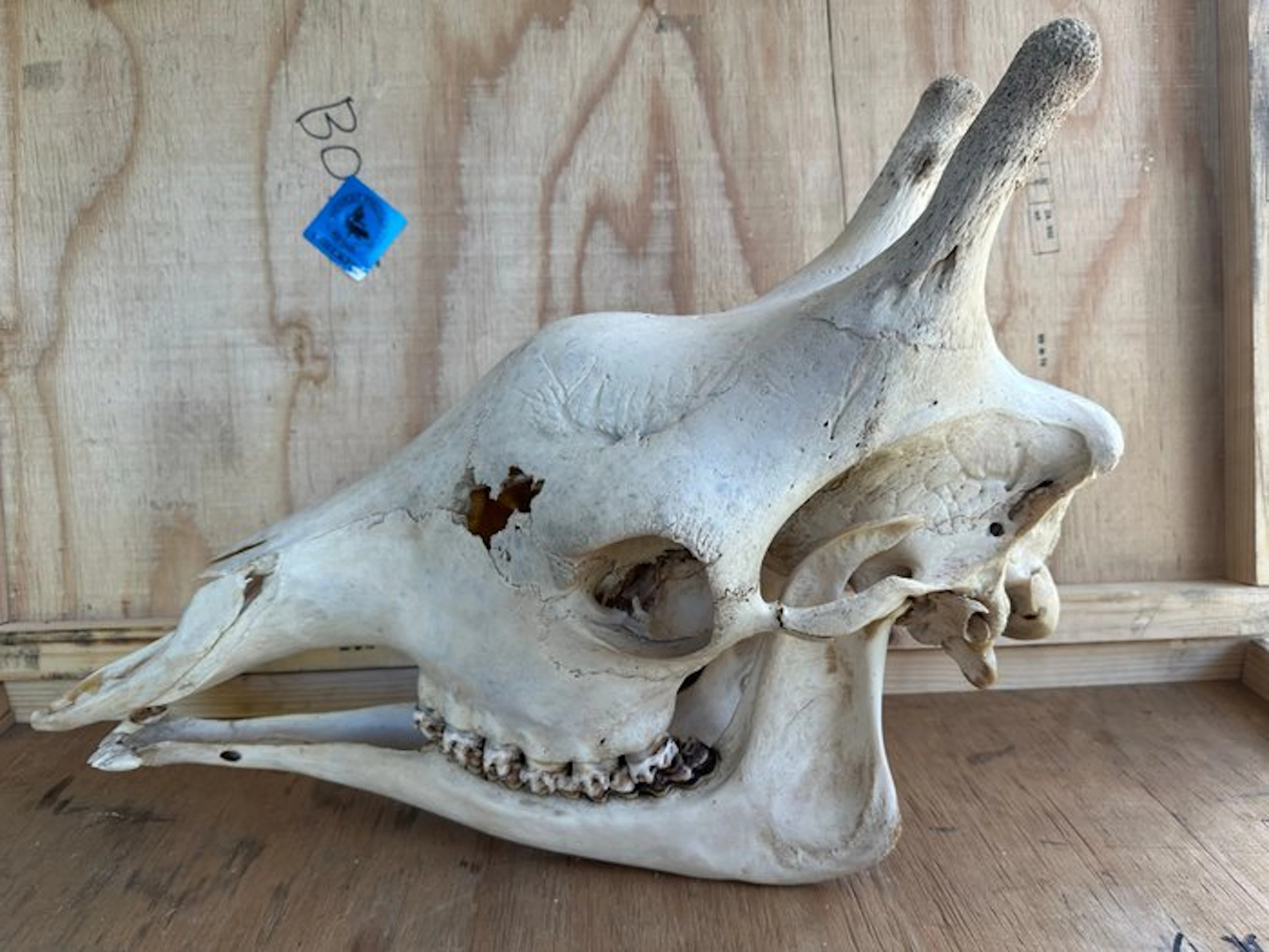 Giraffe Mammal skull - Giraffa camelopardalis - 43.5 cm...