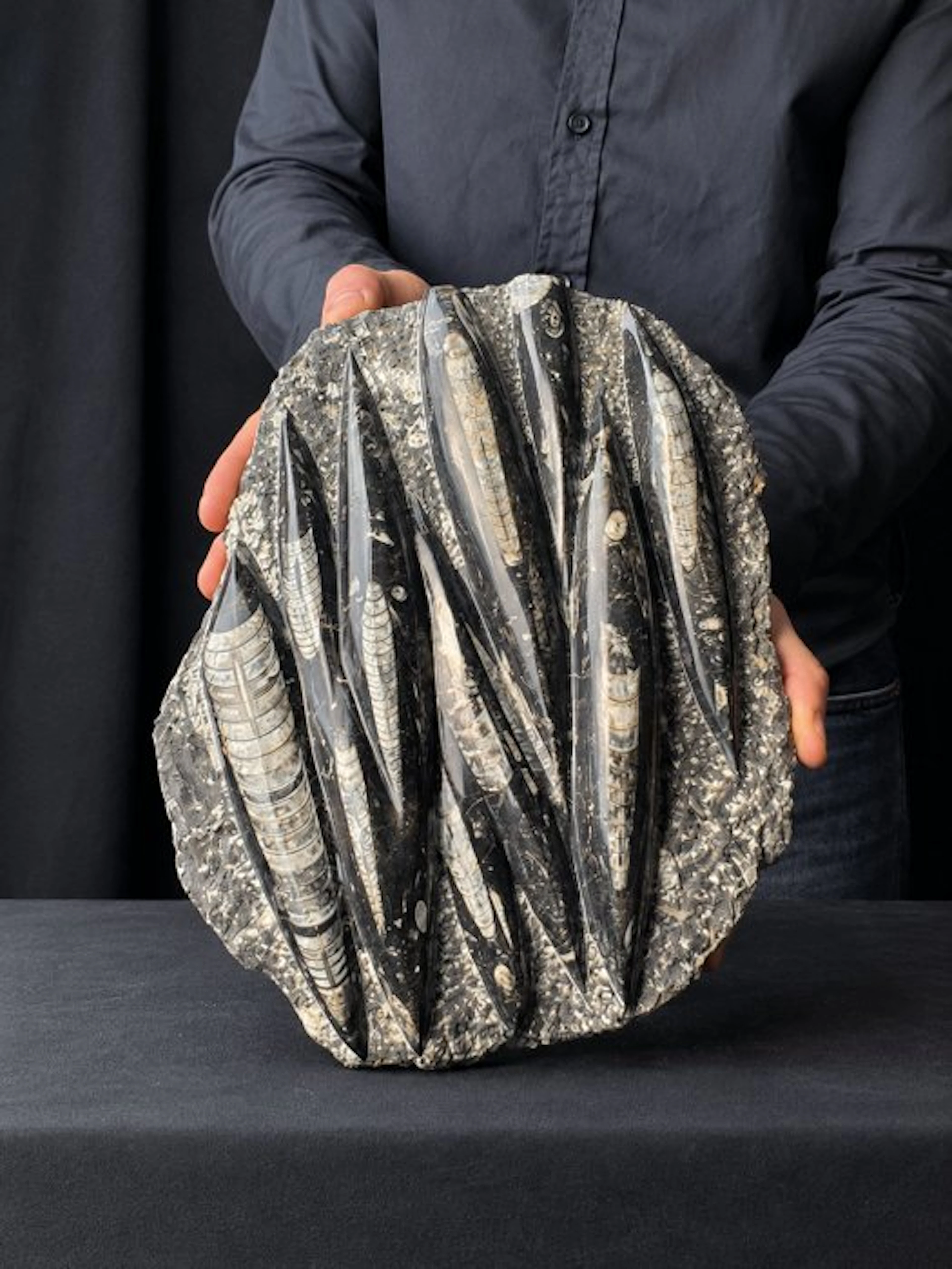 Orthoceras - Fossilised animal (No reserve price)