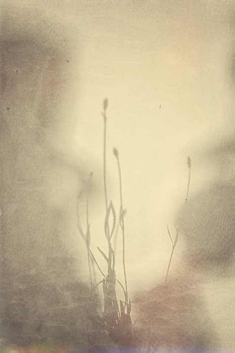 Annemiek van der Kuil - Remember Lavender