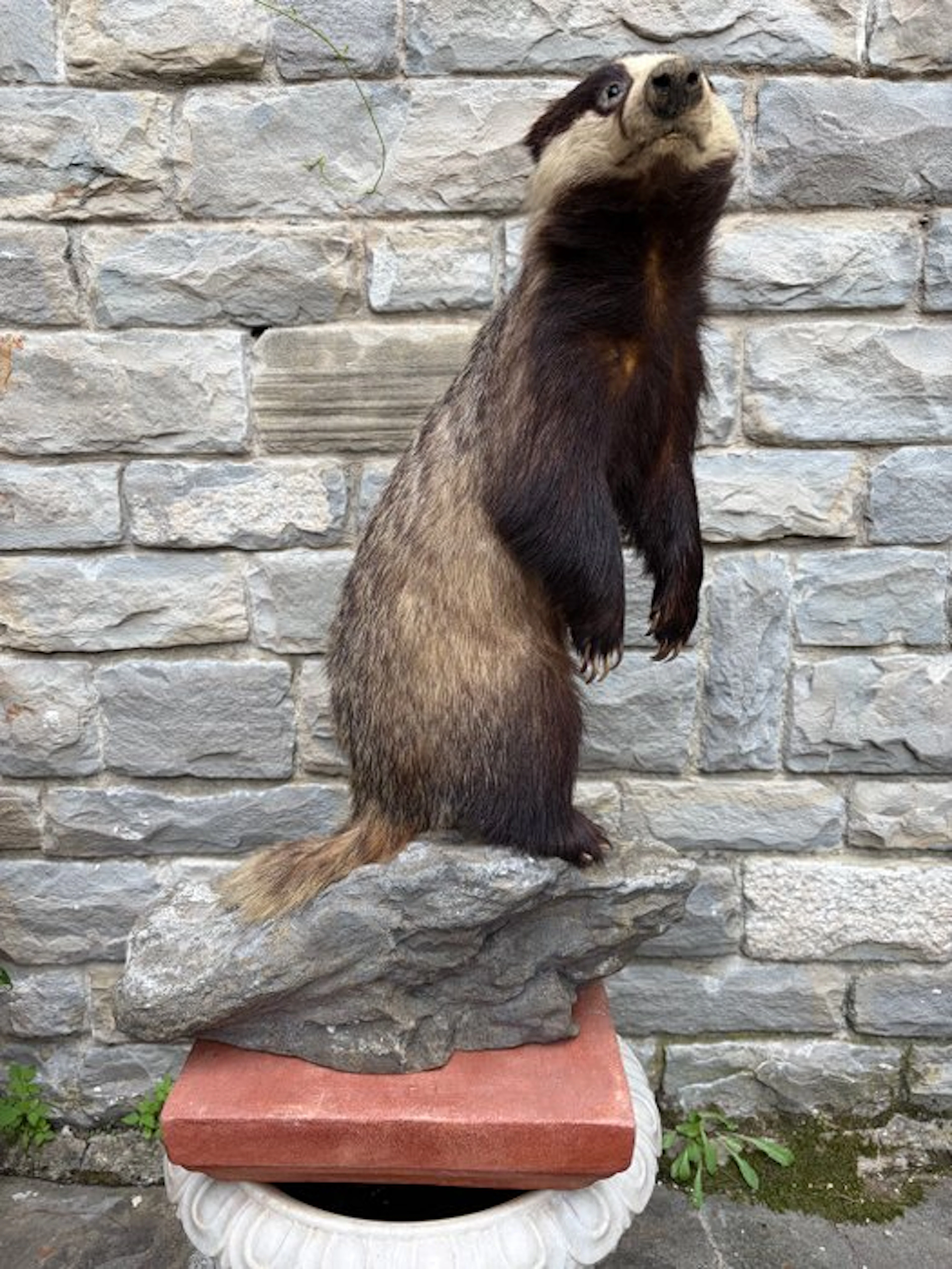 Badger Taxidermy full body mount - Meles meles - 70 cm...