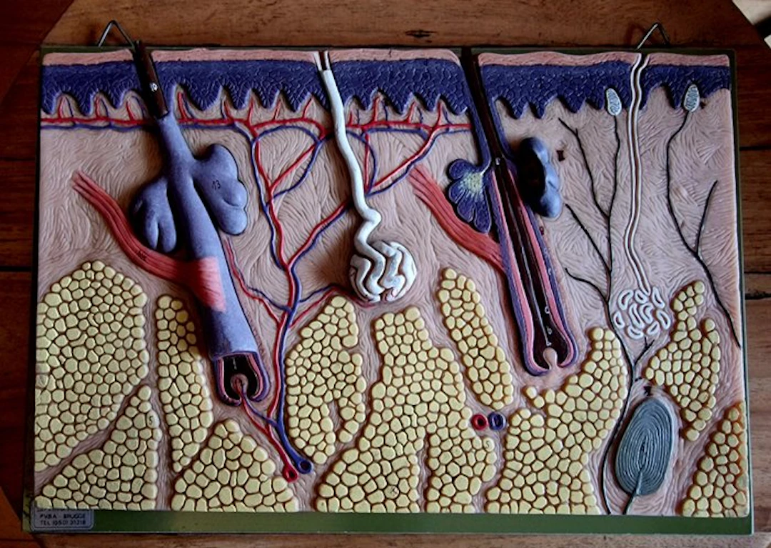 Education/demonstration model - Plastic