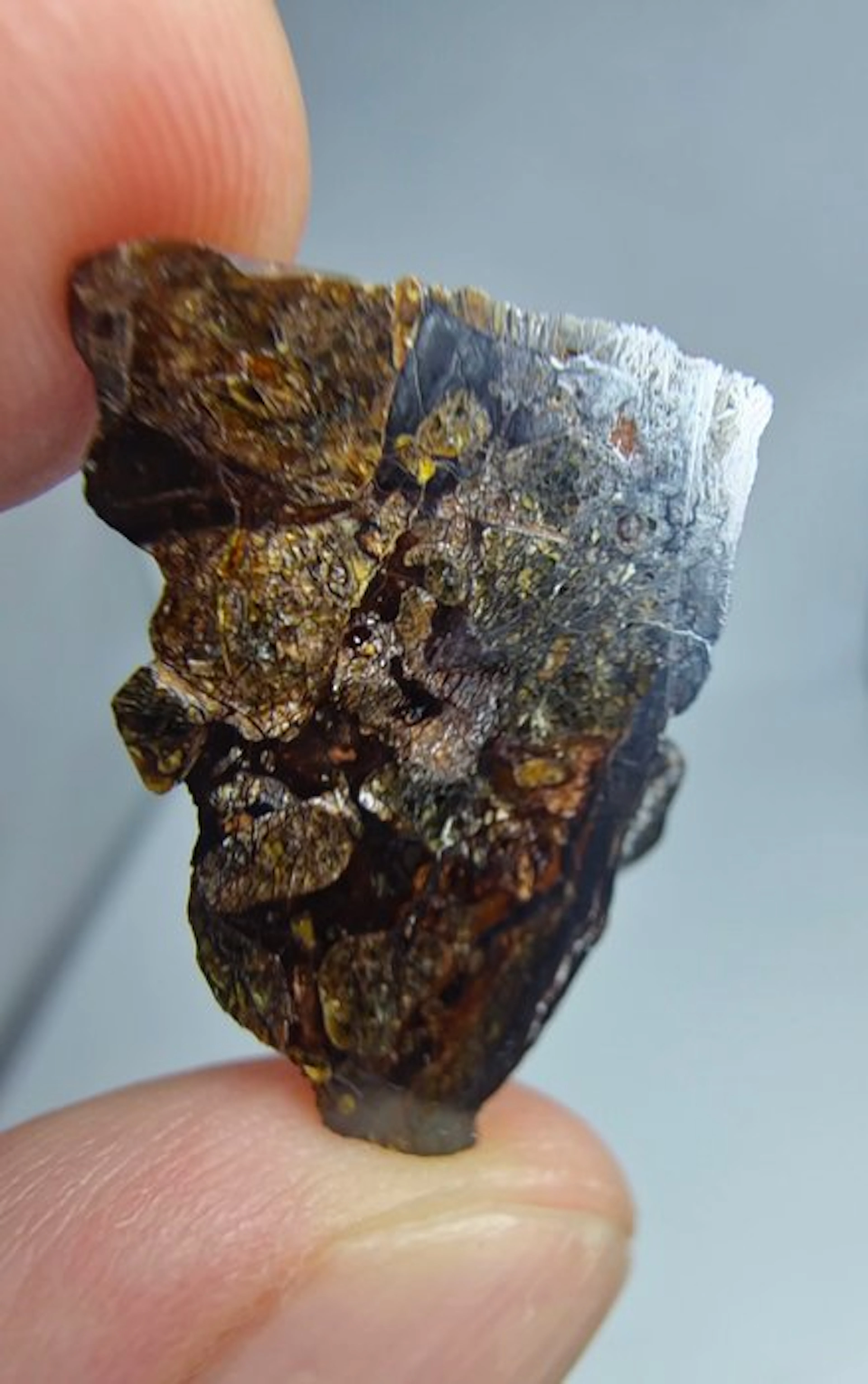 Tin Begane 001 Pallasite meteorite - 5.24 g