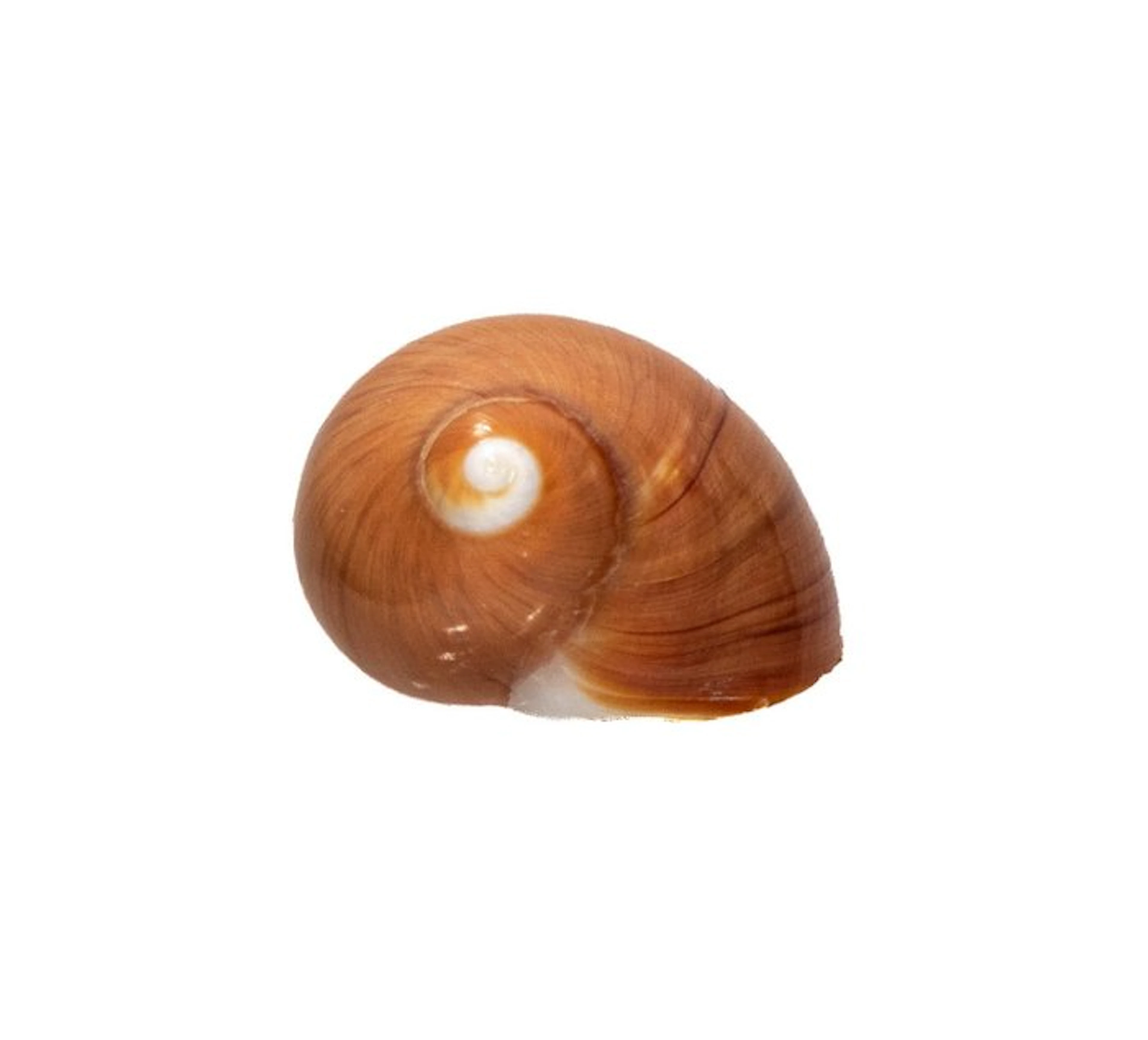 Polinices aurantius (40 mm