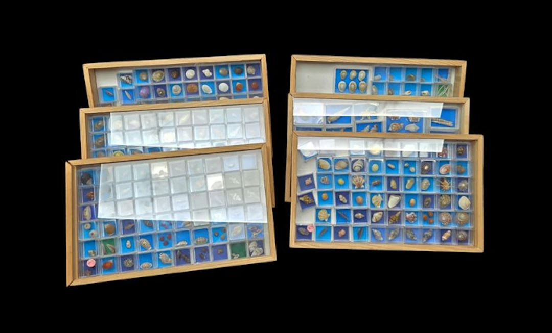 Monster Collection of more than 300 world shells – with...