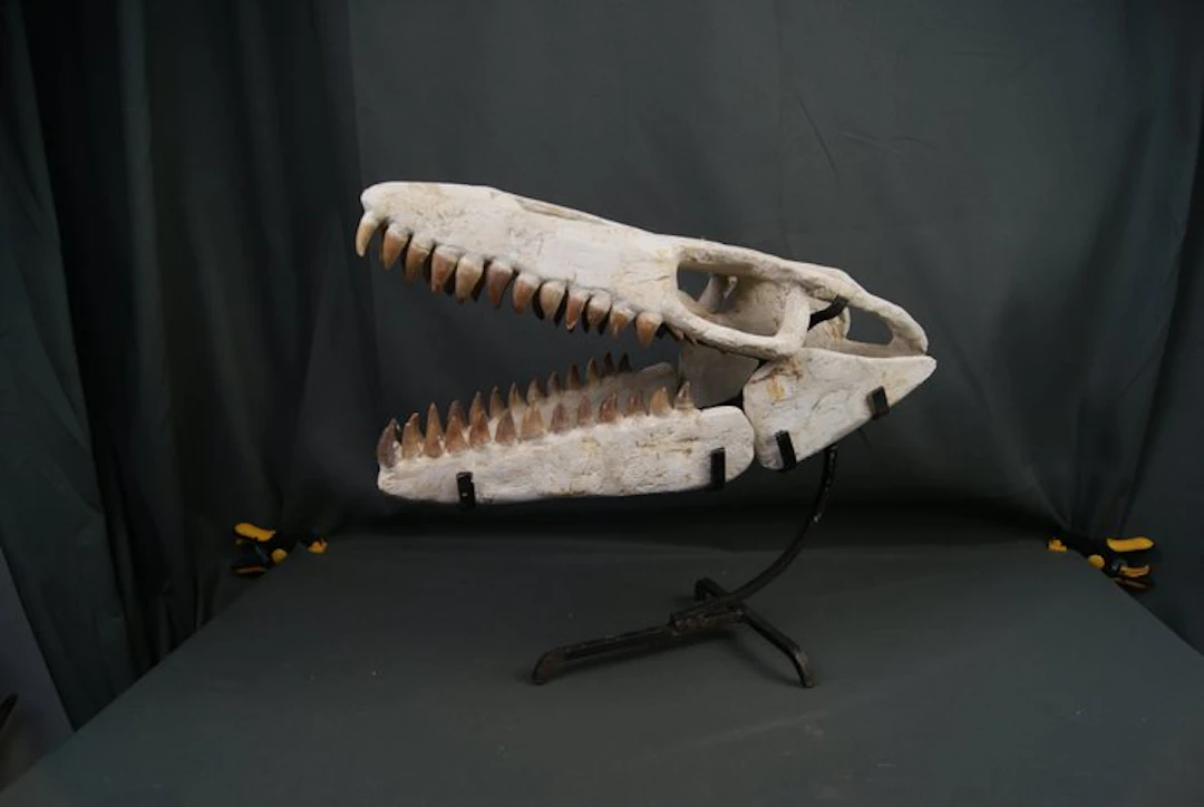 Mosasaur skull - Fossil skull - Mosasaurus
