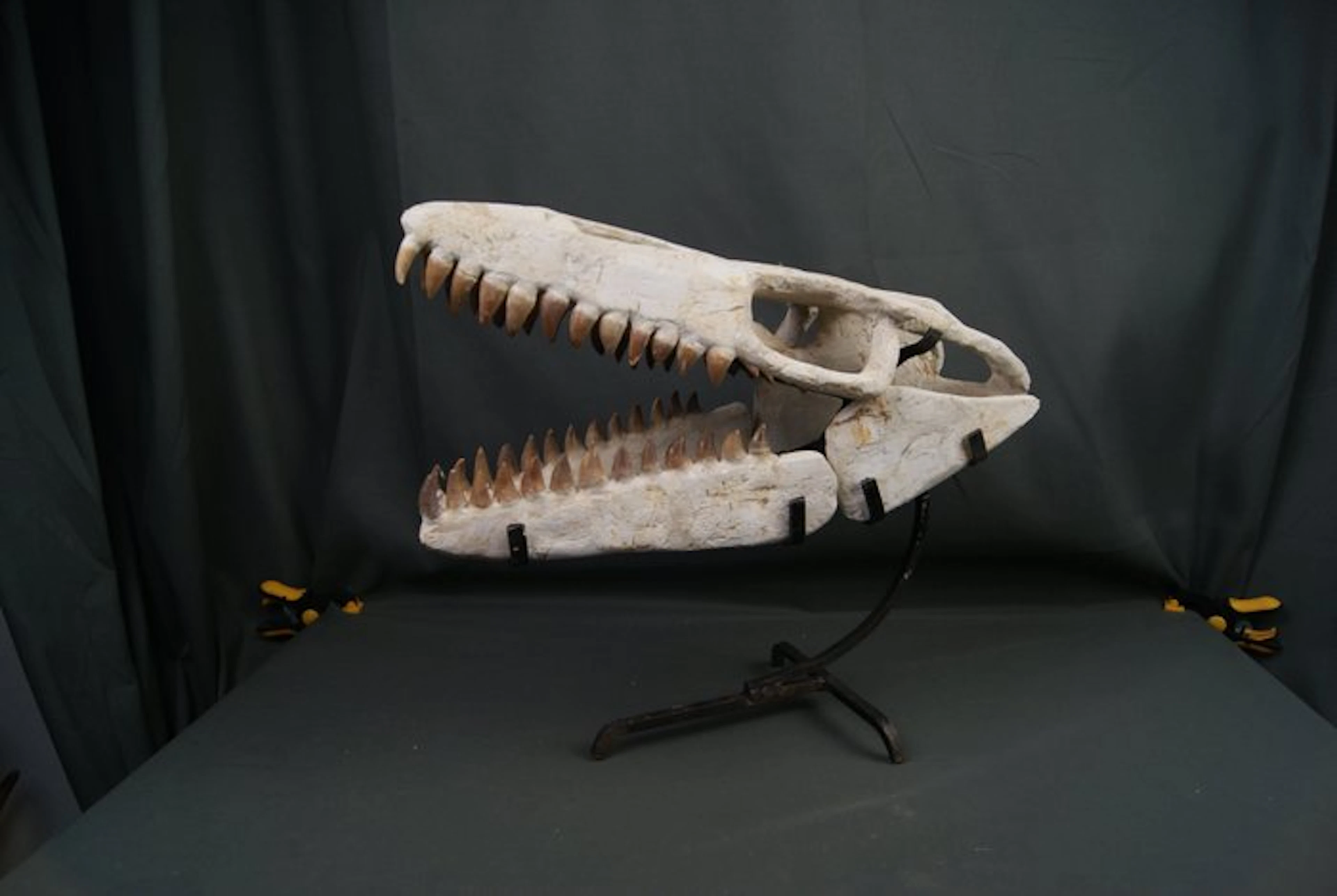 Mosasaur skull - Fossil skull - Mosasaurus