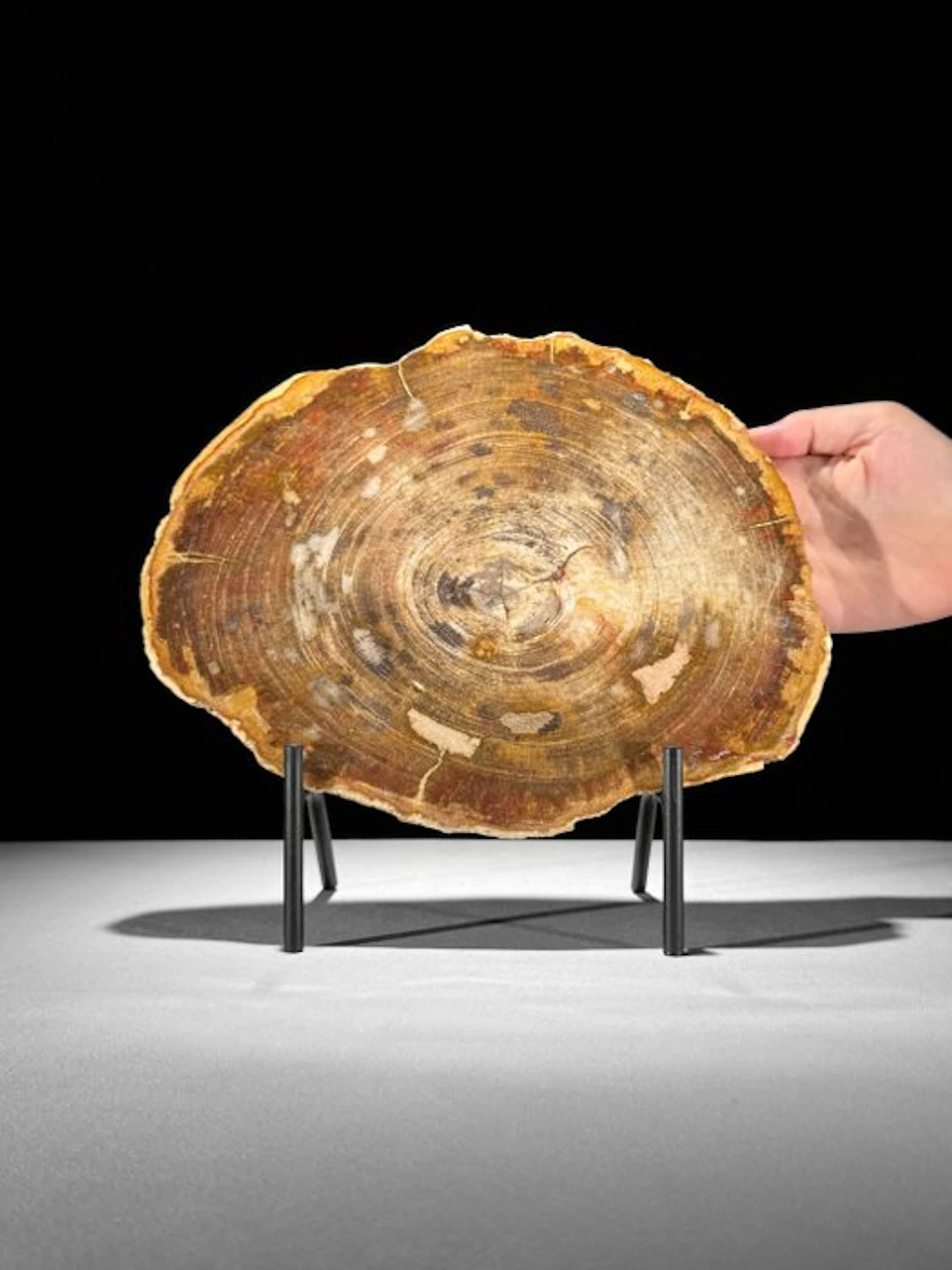 Beautiful Slice of Petrified Wood on a custom stand...
