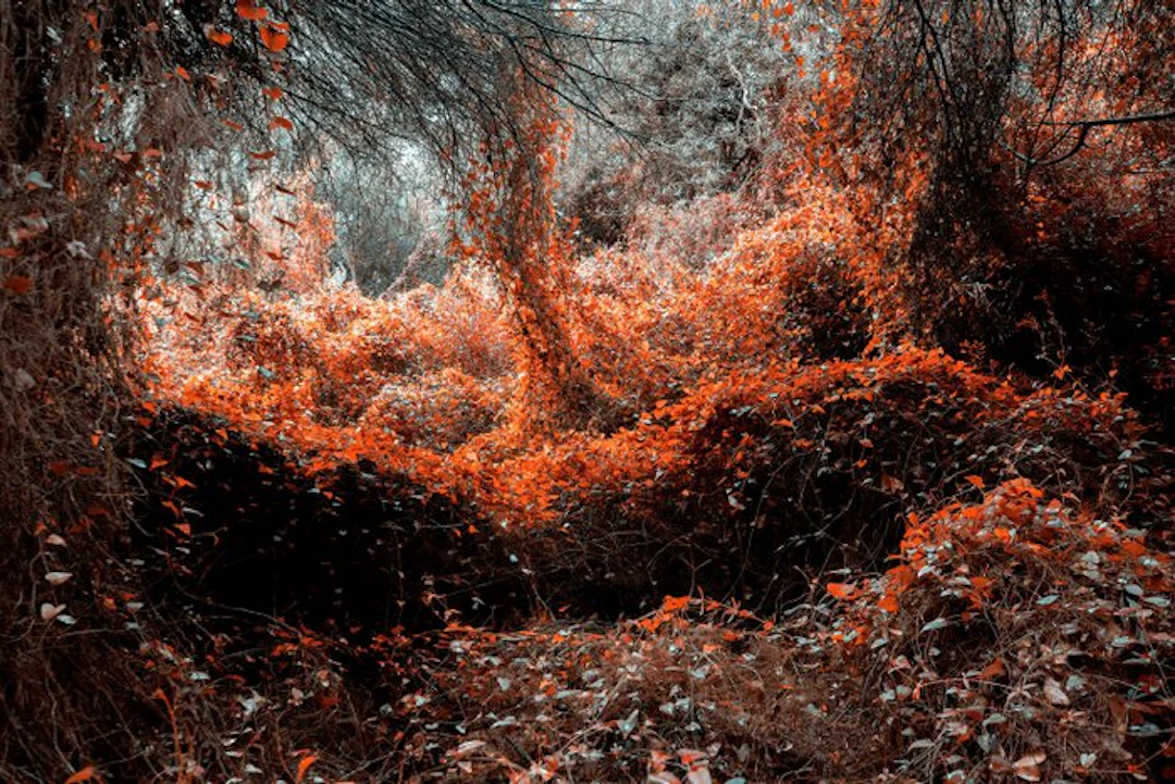 Susana Galbis - Emotional forest - XL