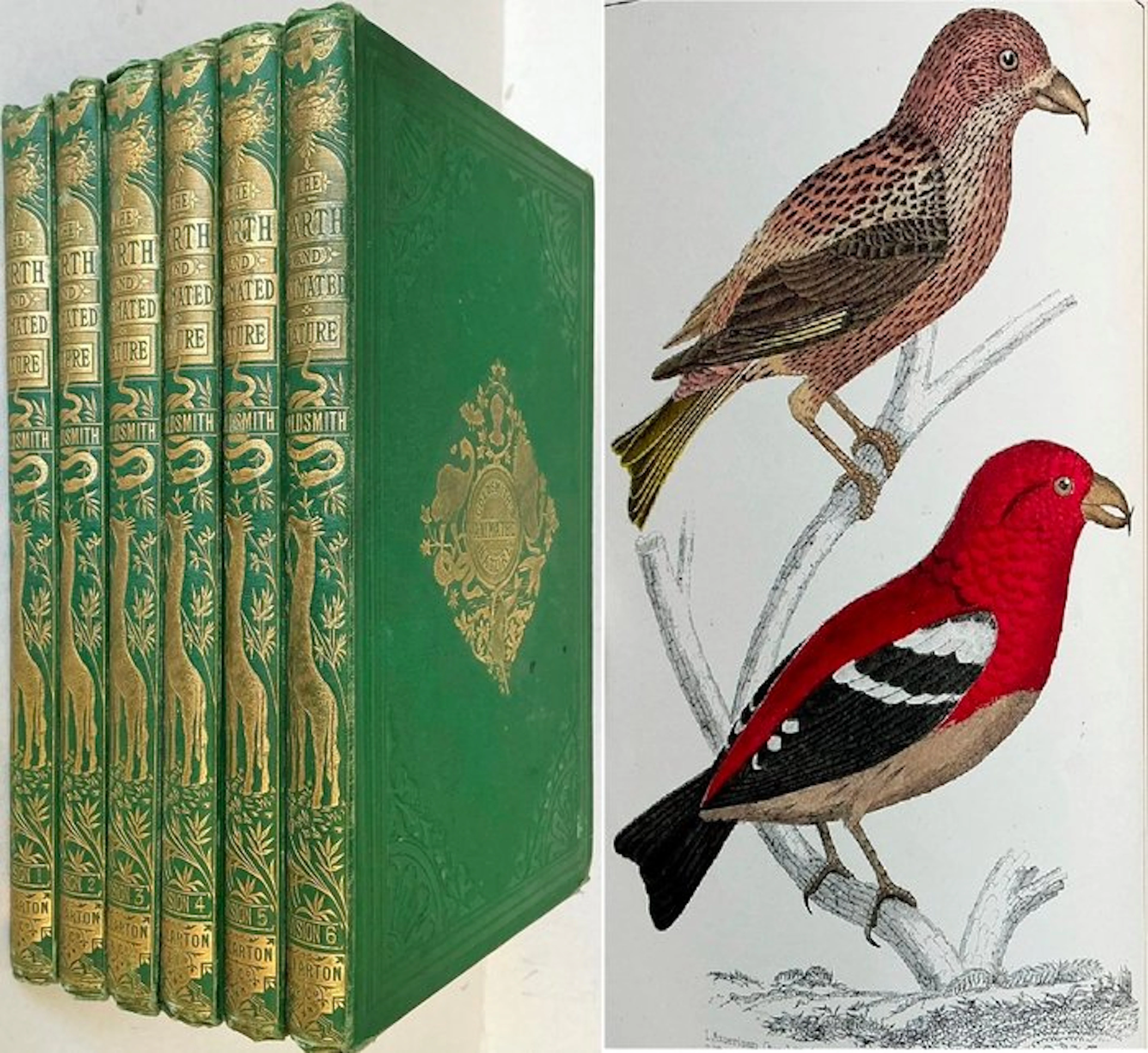 Oliver Goldsmith - A History of the Earth and Animated Nature - 1860