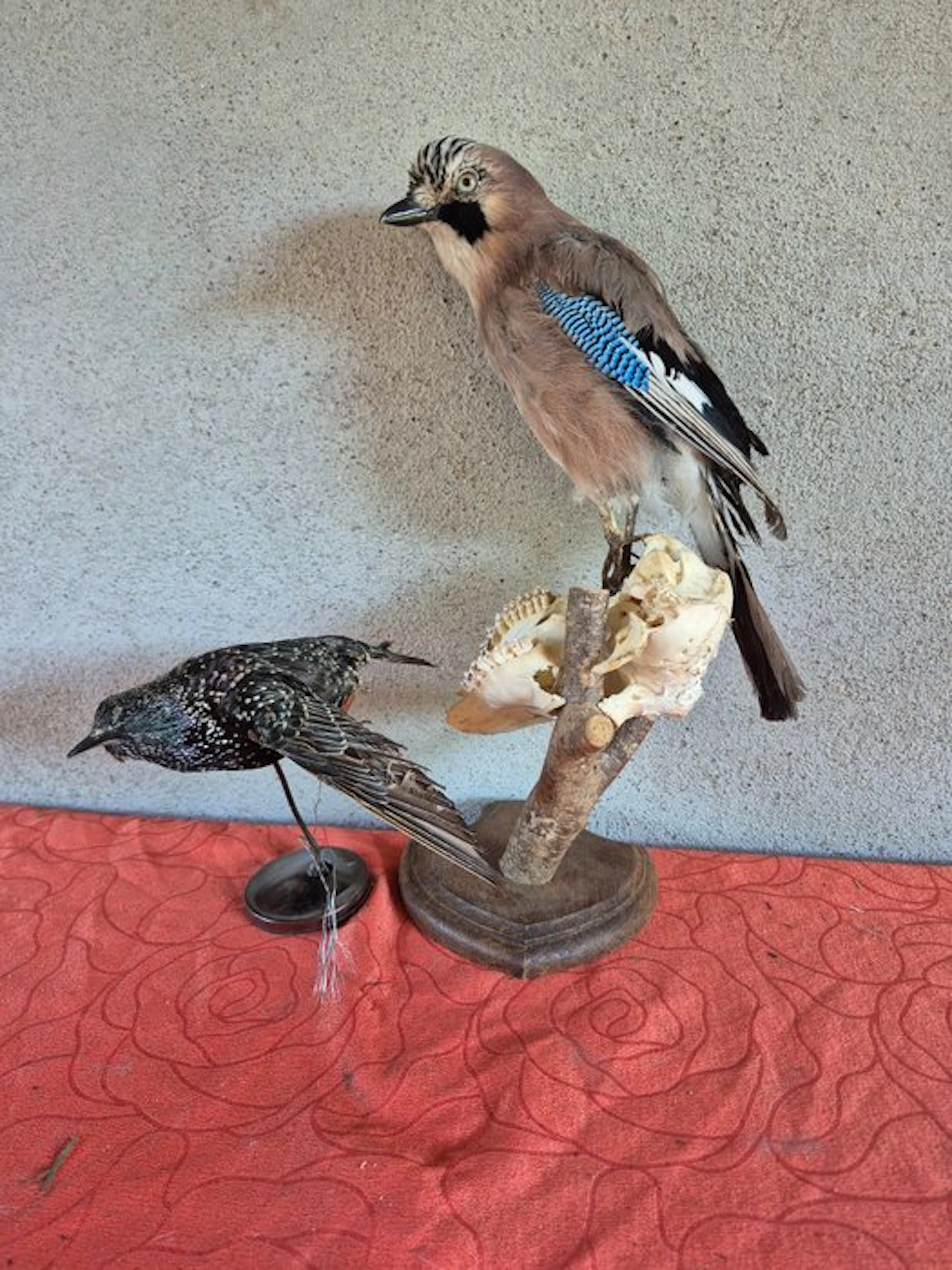 Blue Jay of Oaks and Common Starling Taxidermy wall mount...