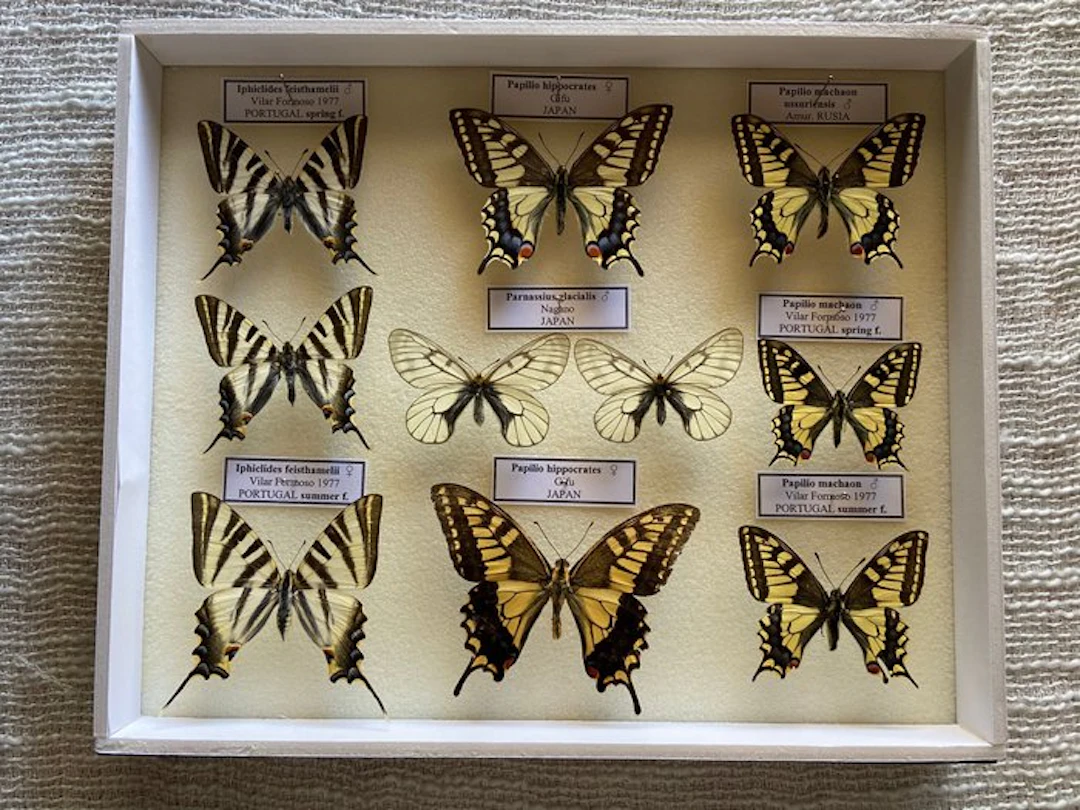 Butterfly Taxidermy full body mount - Papilionidae - 30 cm - 25 cm - 5 cm