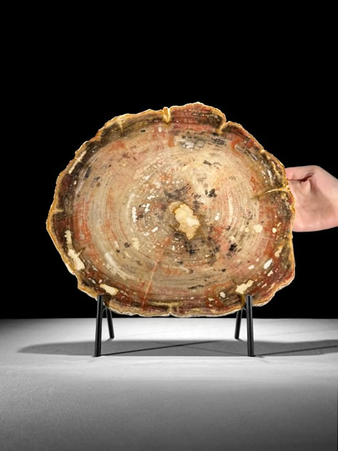 C- Wonderful Large RED Slice of Petrified Wood on a...
