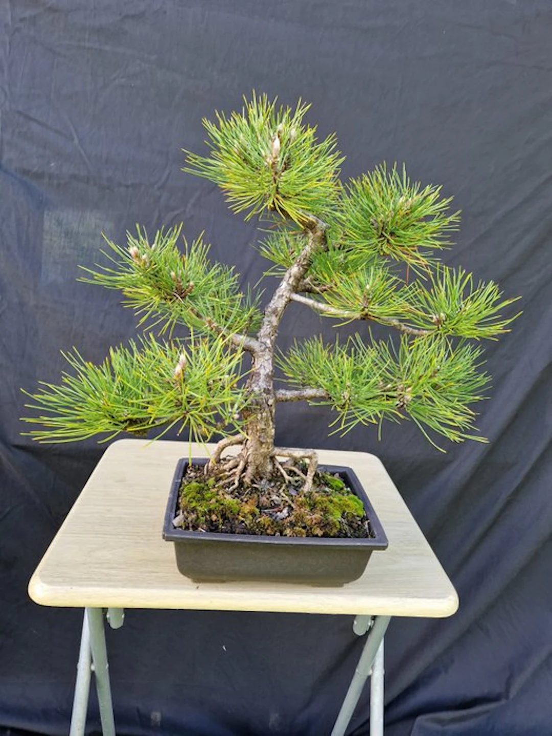 Pine bonsai (Pinus) - Height (Tree): 41 cm - Depth (Tree): 45 cm - France