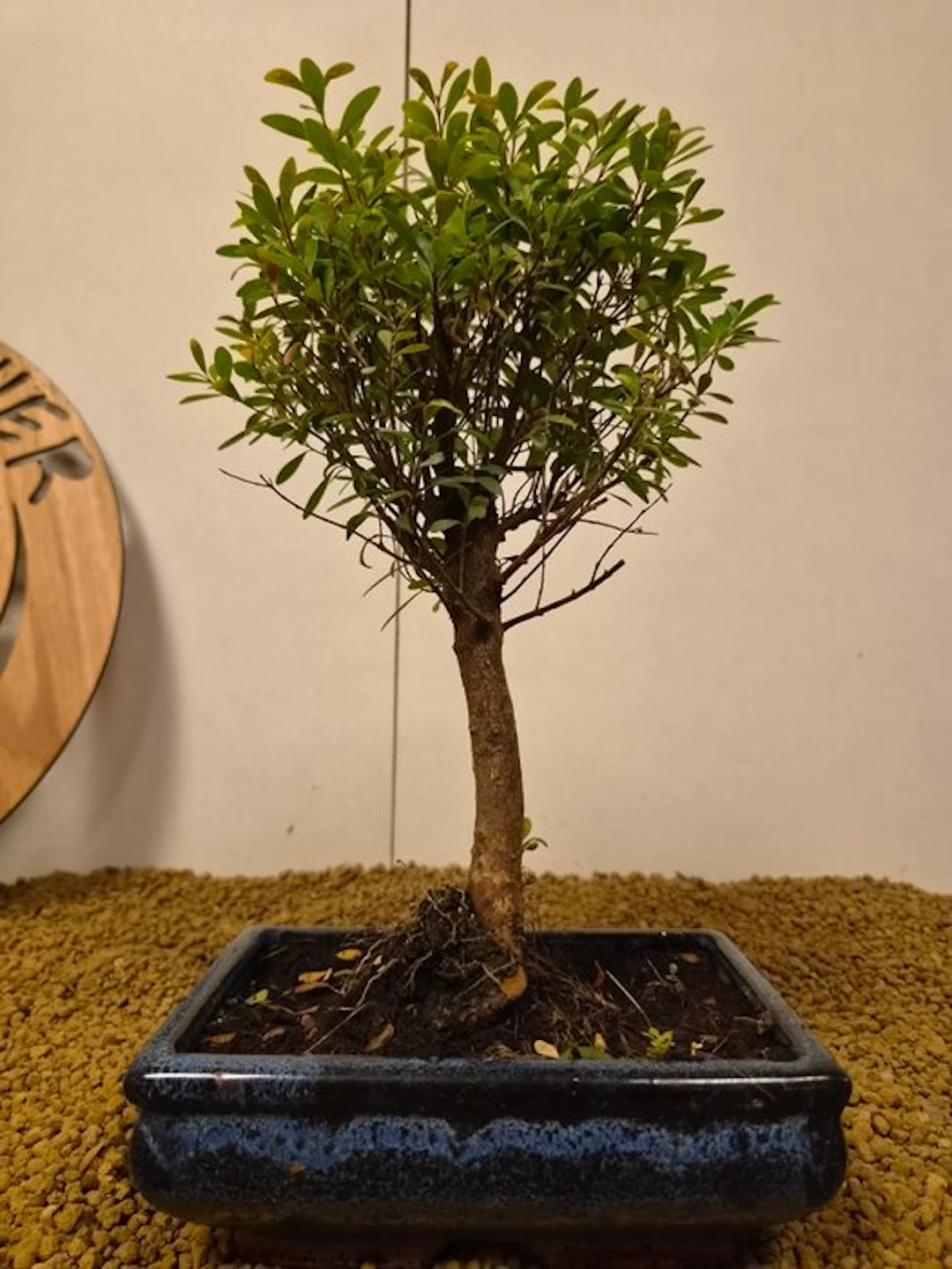 syzygium - Height (Tree): 31 cm - Depth (Tree): 16 cm - Belgium