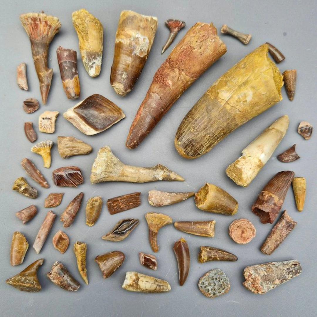 Undetermined collection - Fossil tooth - Dinosaur: Spinosaur