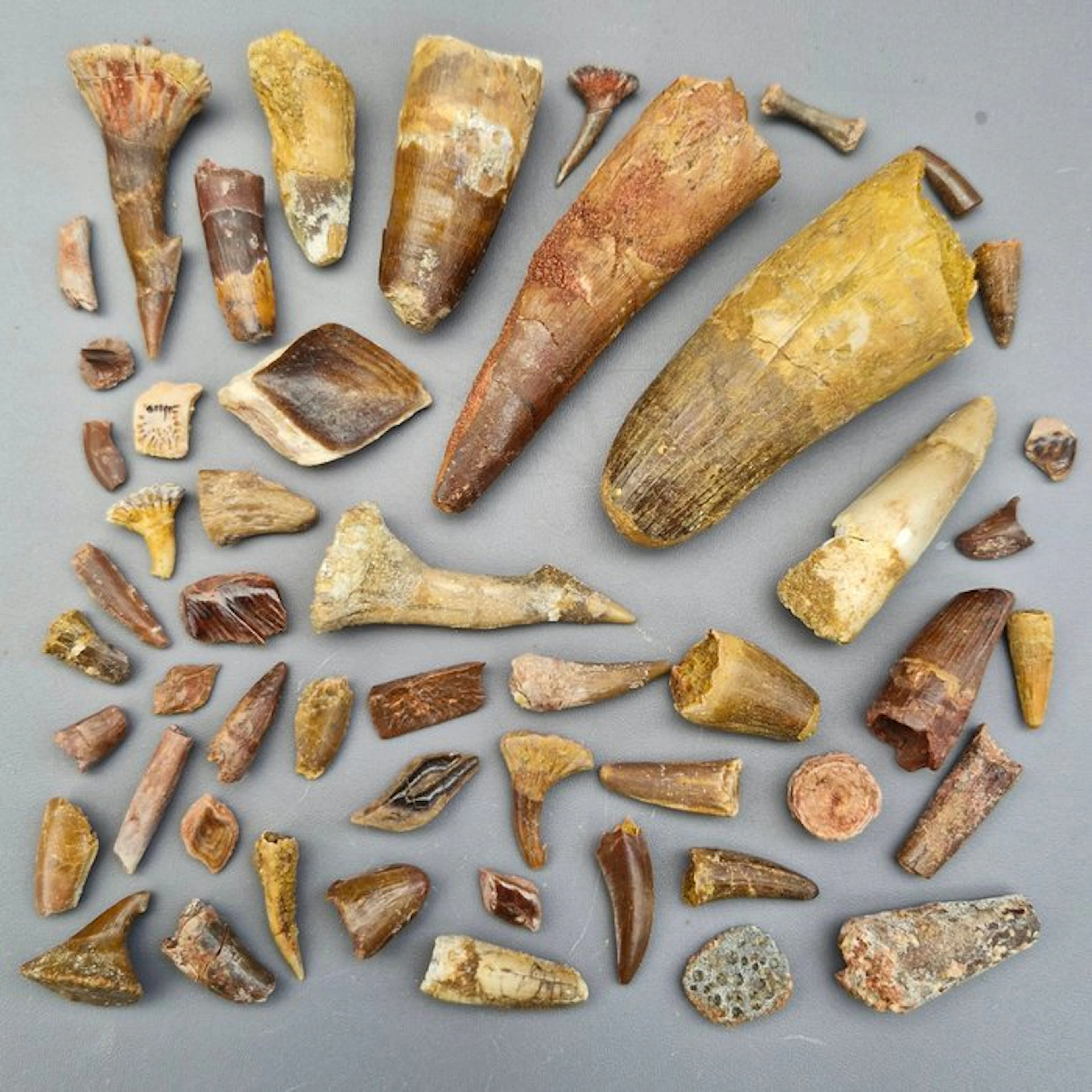 Undetermined collection - Fossil tooth - Dinosaur: Spinosaur