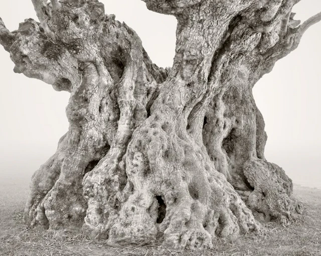 Rosario Civello - Monuments of Nature #2