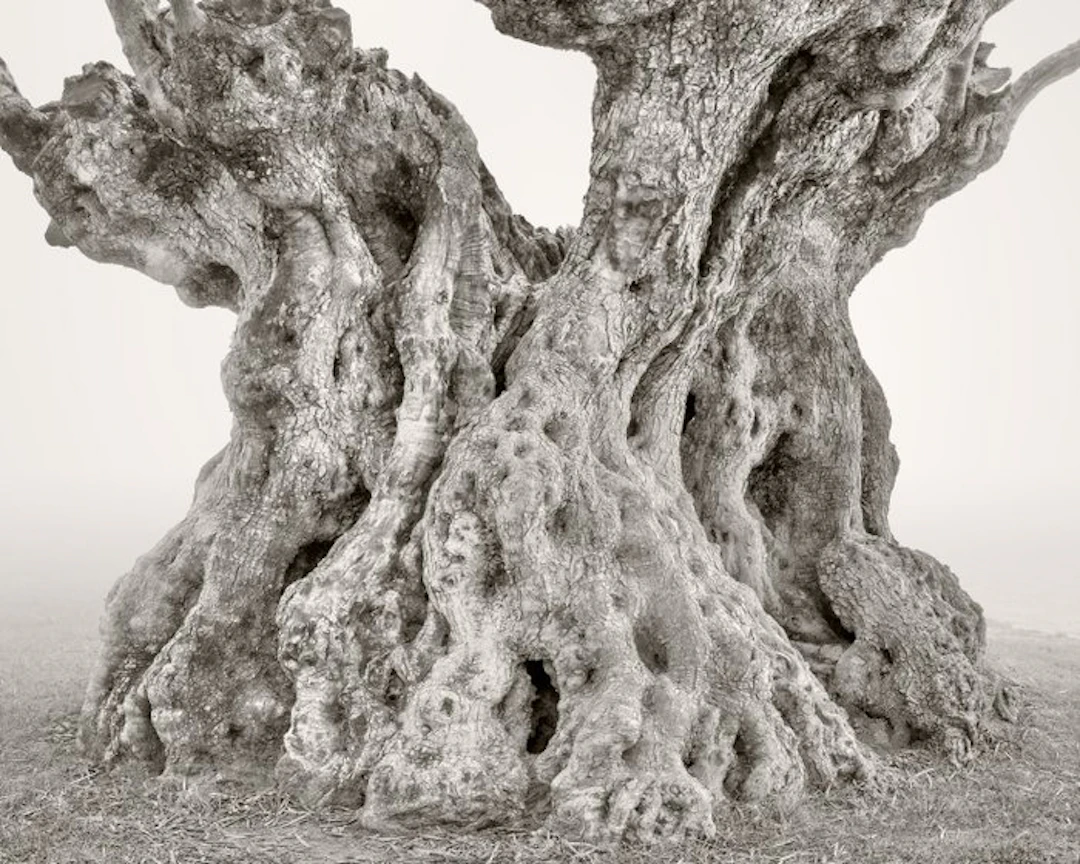 Rosario Civello - Monuments of Nature #2