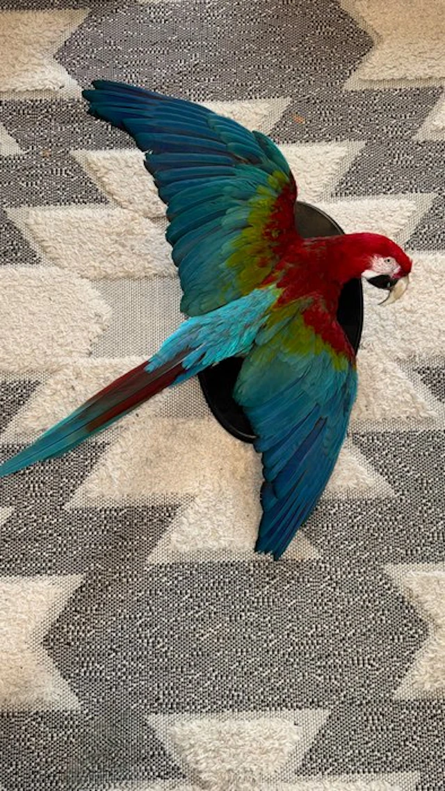 Macaw Taxidermy full body mount - Ara chloropterus - with...