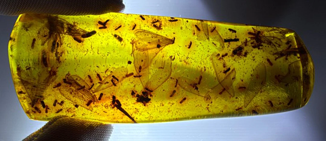 FOSSlL-AMAZING!! Dominican amber- Museum- 20.85 g