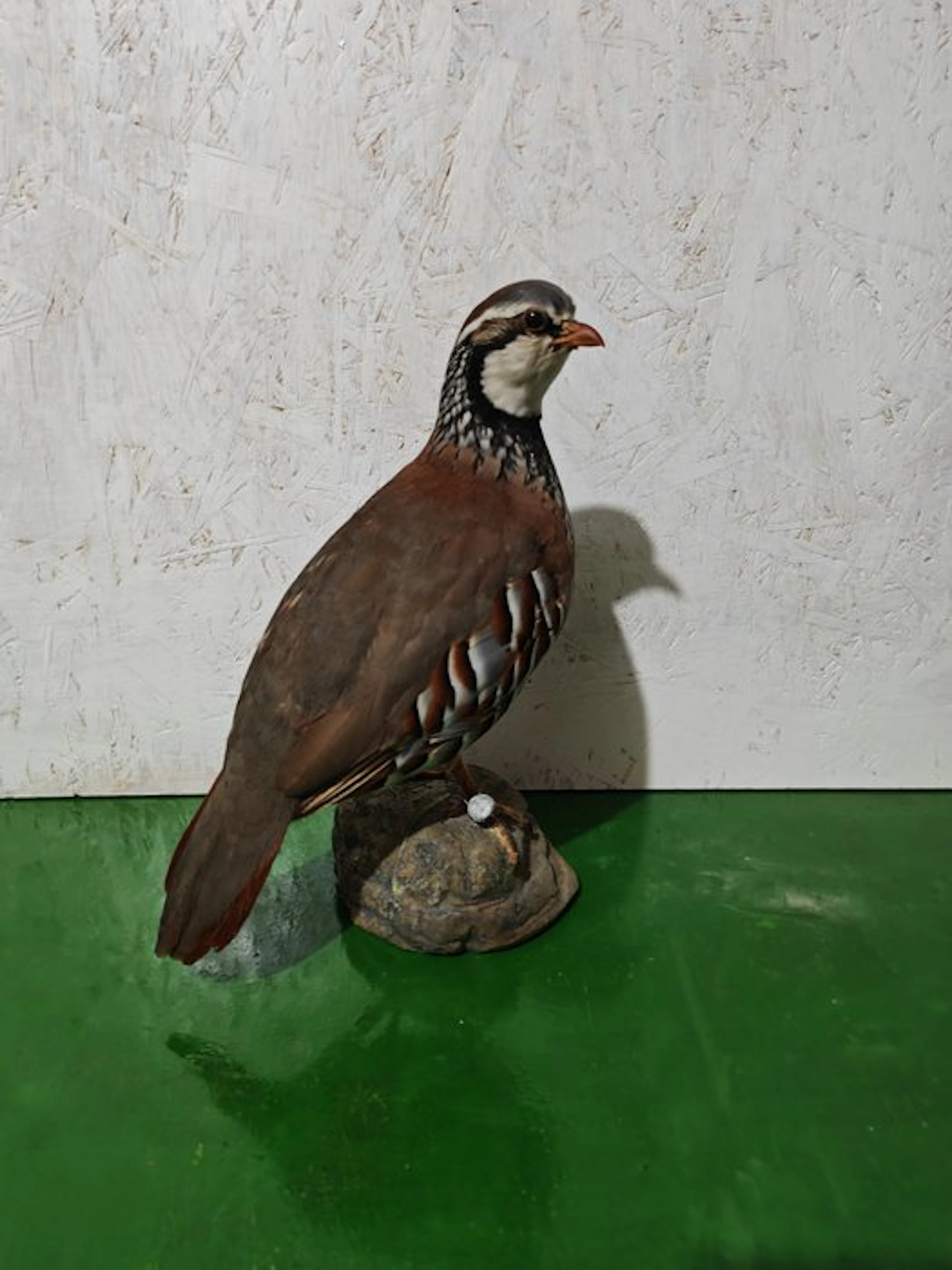 Red partridge Taxidermy full body mount - Alectoris rufa...