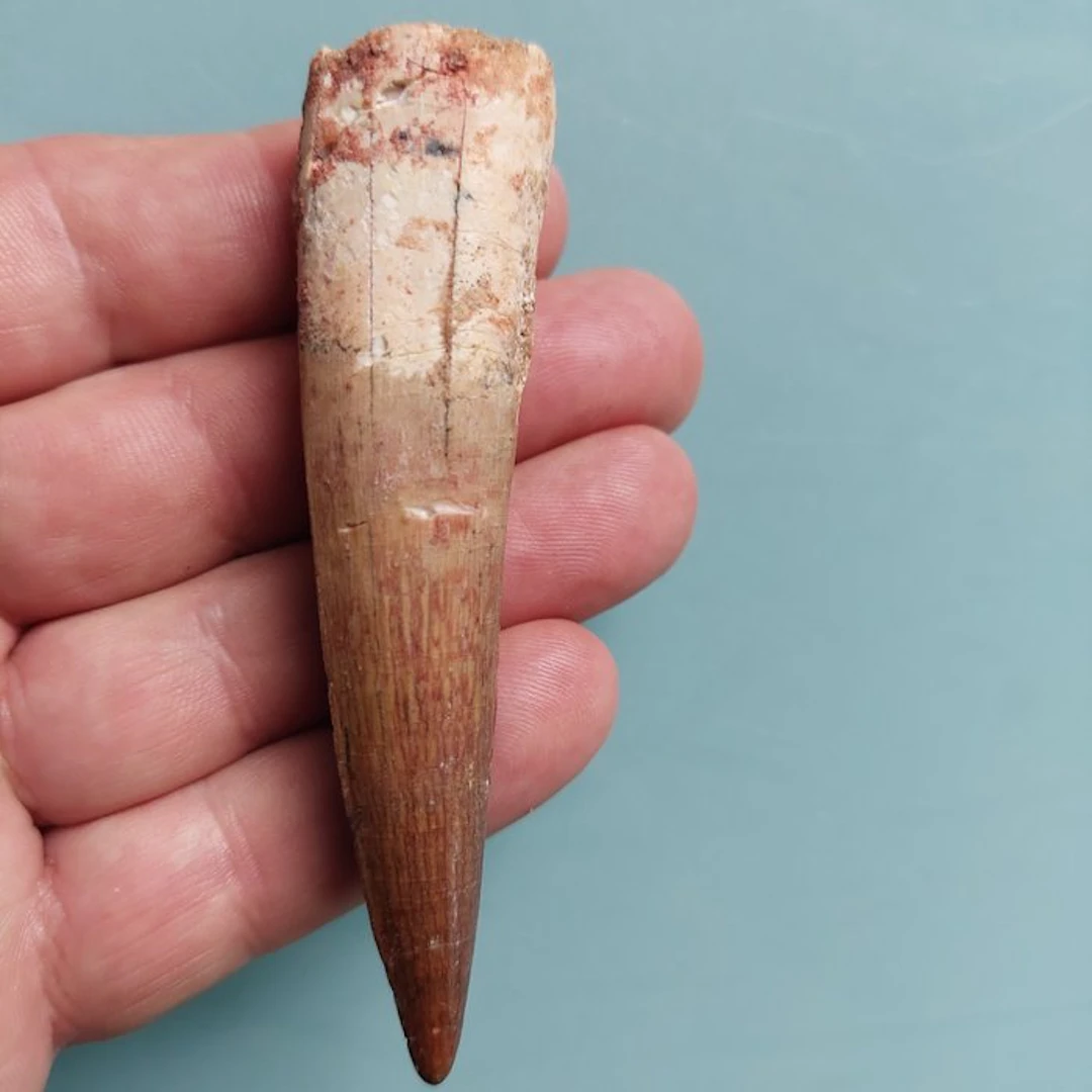 Spinosaur - Fossil tooth - 96 mm - 25 mm