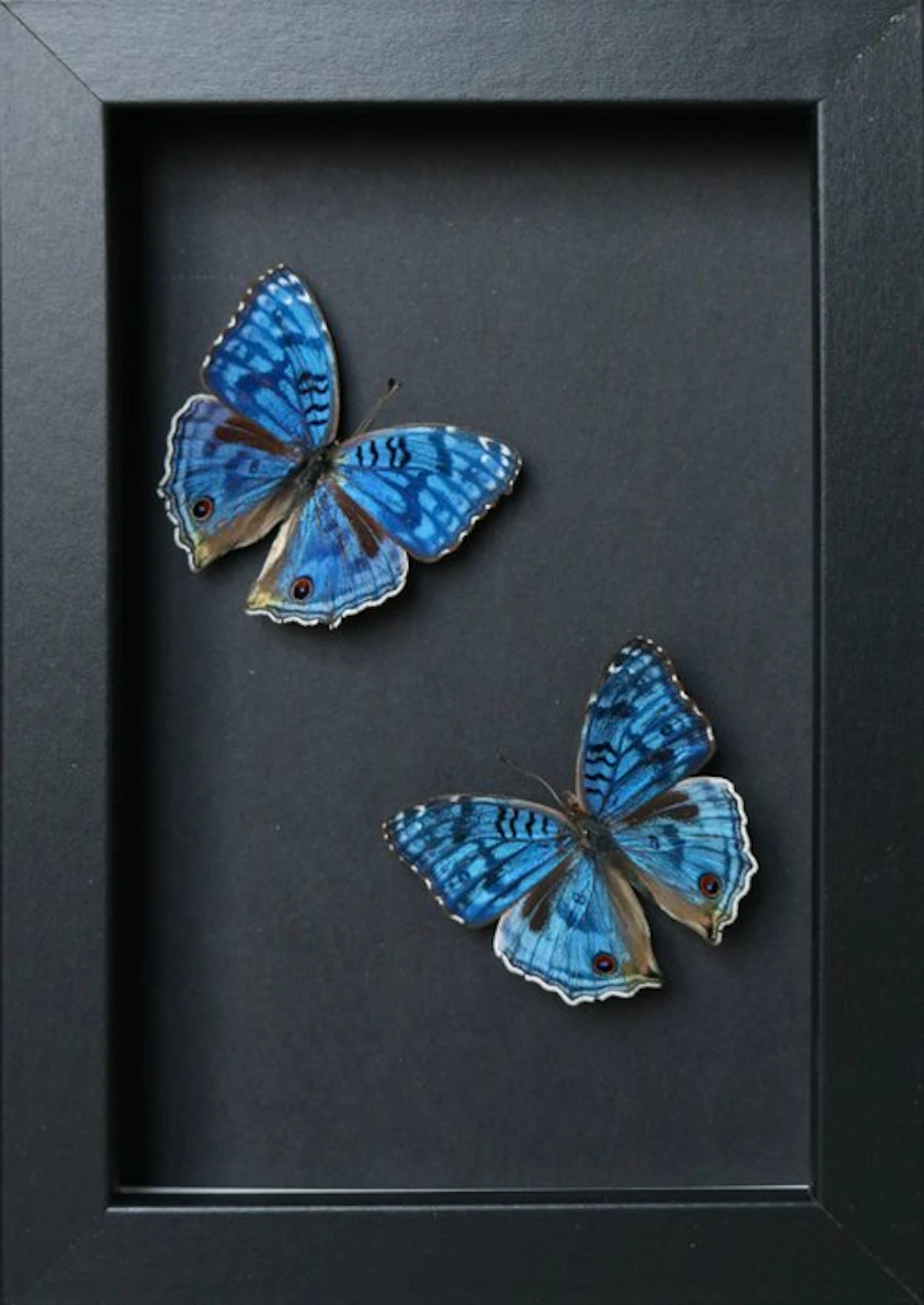 Butterfly Taxidermy full body mount - Precis rhadama - 10...