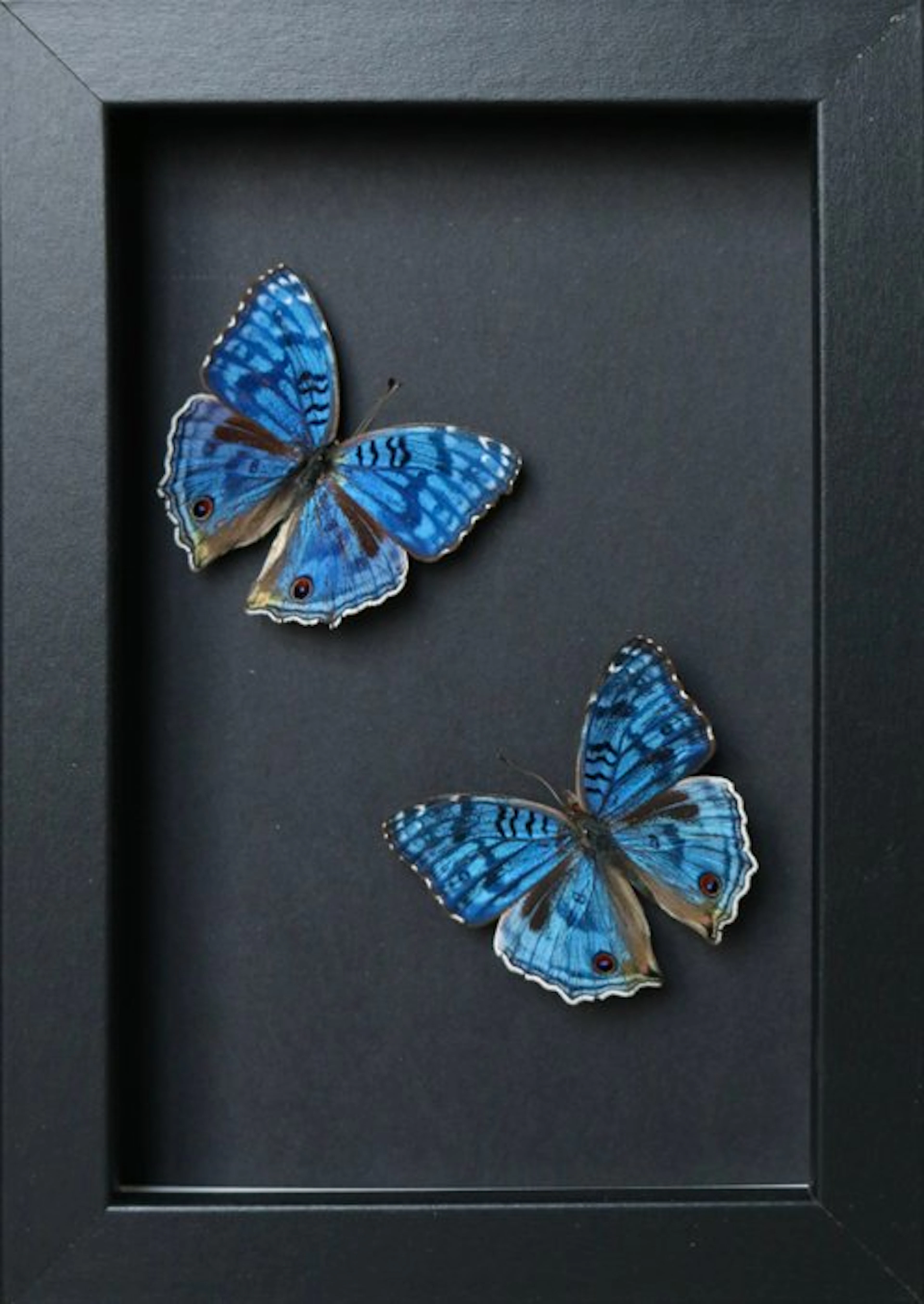 Butterfly Taxidermy full body mount - Precis rhadama - 10...