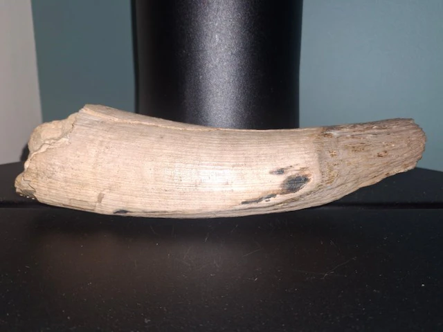 Woolly Mammoth - Fossilised tusk - 25 cm - 6 cm