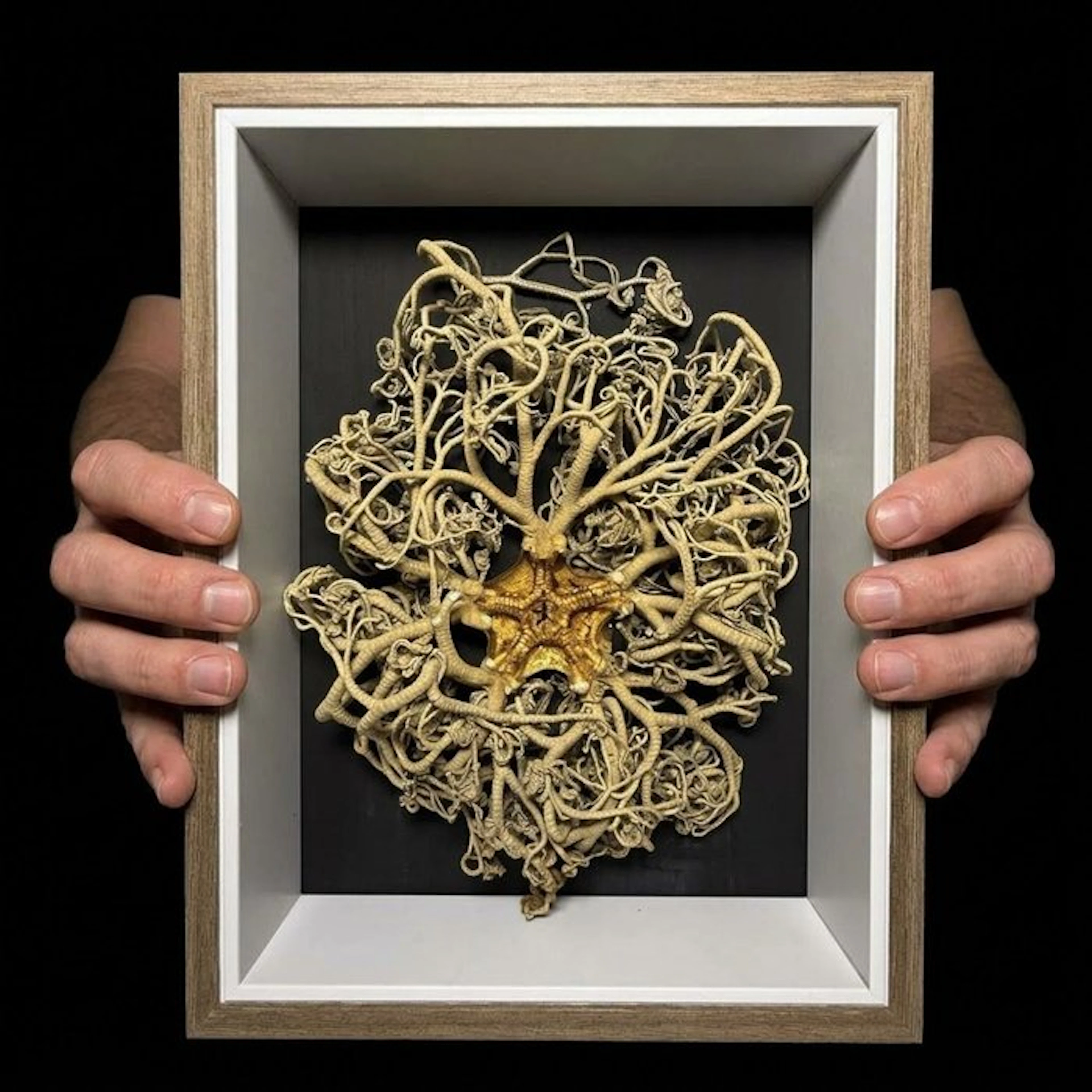 Magnificent Basket Star Specimen (Gorgonocephalidae)...
