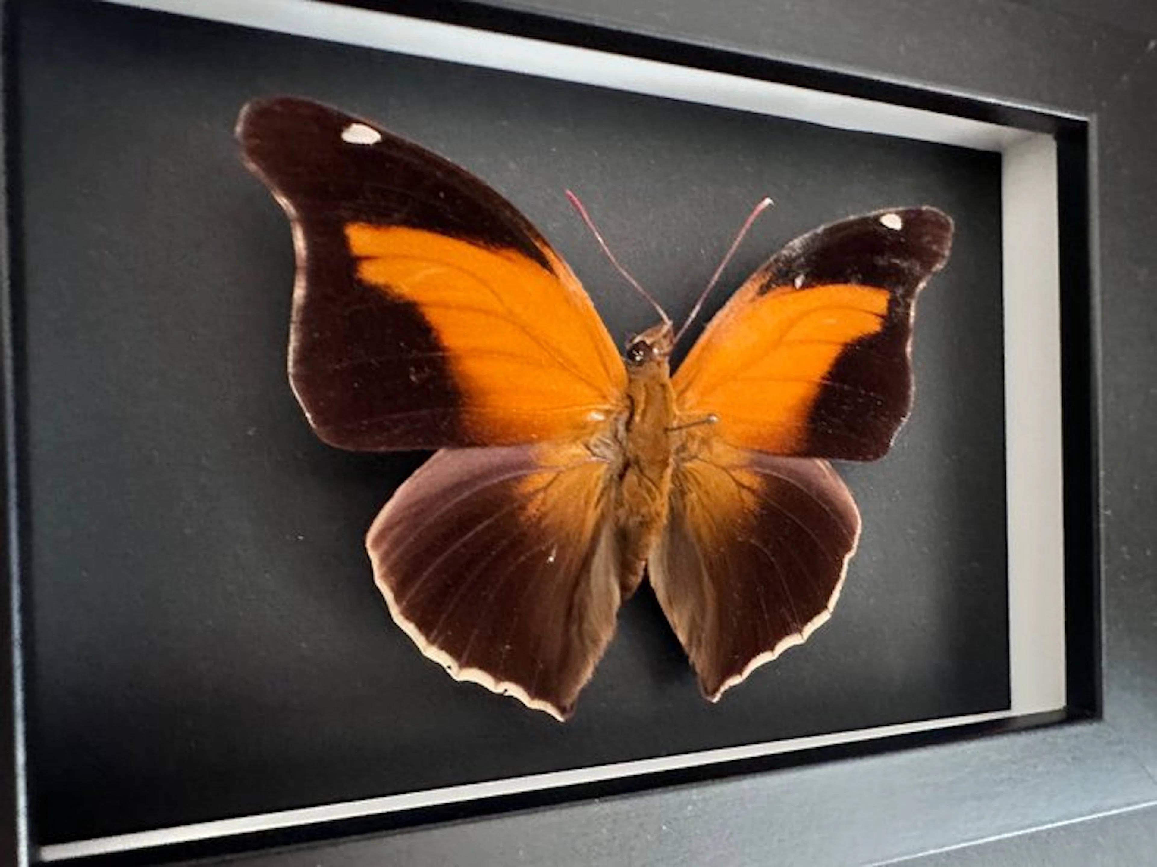 Butterfly Taxidermy full body mount - Historis odius...