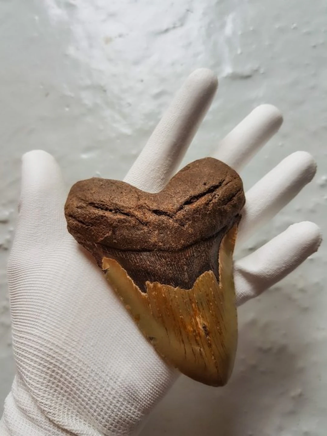 Megalodon - Fossil tooth - 12.5 cm - 9.4 cm