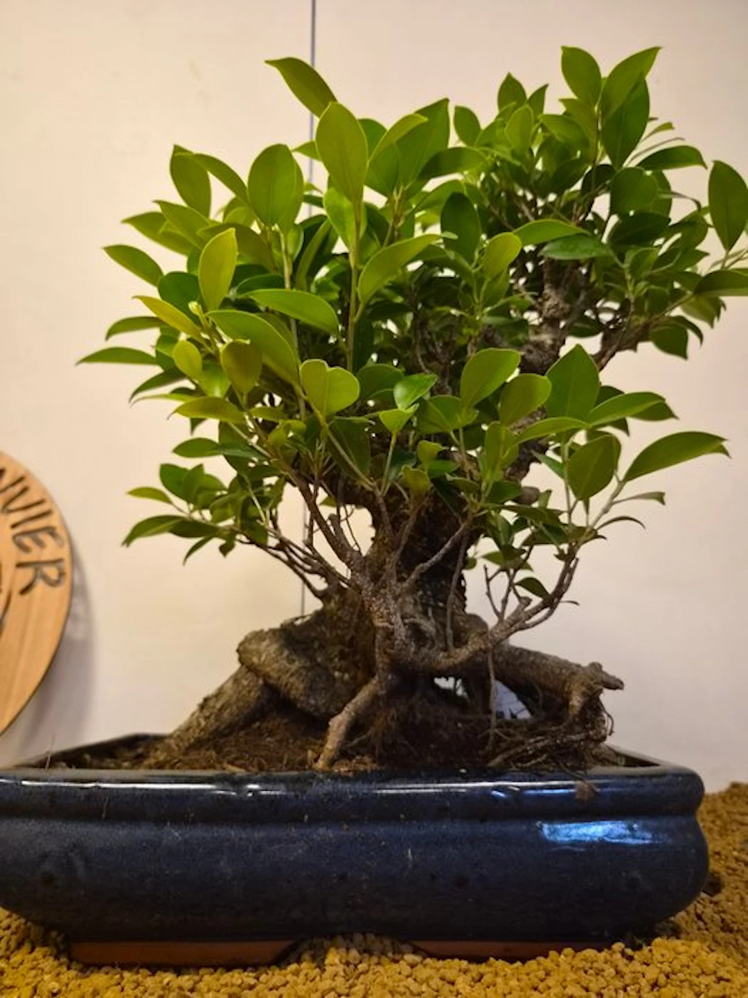 Fig tree bonsai (Ficus) - Height (Tree): 40 cm - Depth (Tree): 40 cm - Belgium