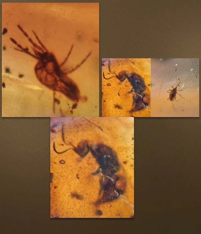Insect - Amber - Burmit 10 Stück 11.69 Gr Bernstein mit...