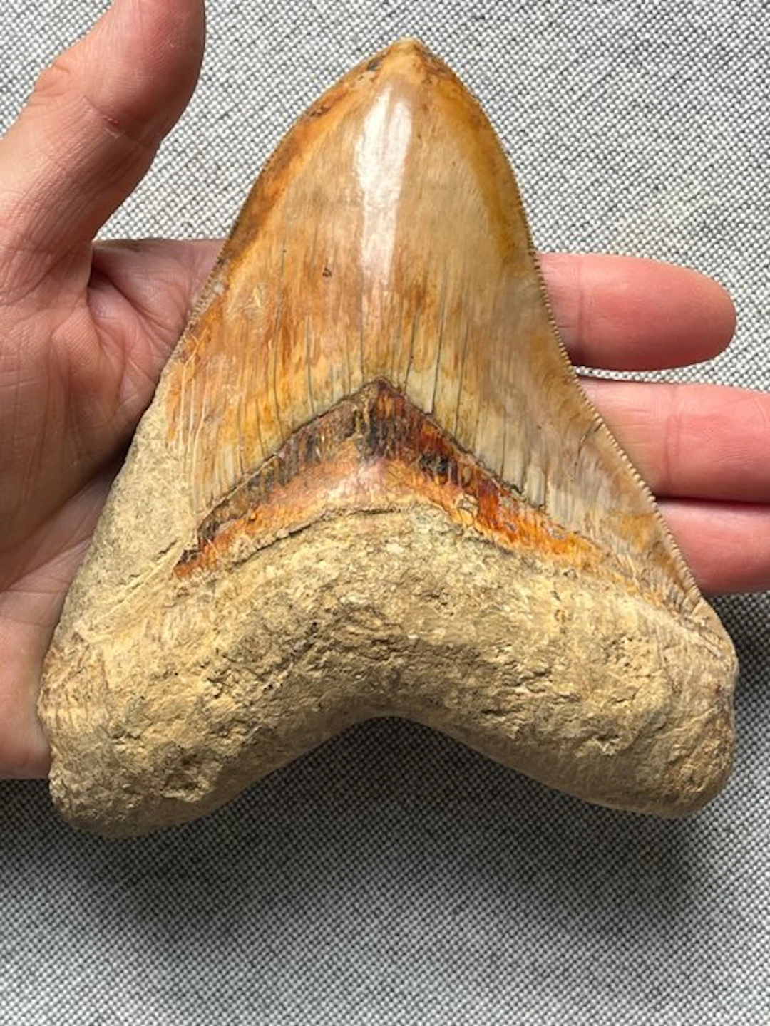 Huge Megalodon tooth 13,8 cm - Fossil tooth - Carcharocles megalodon