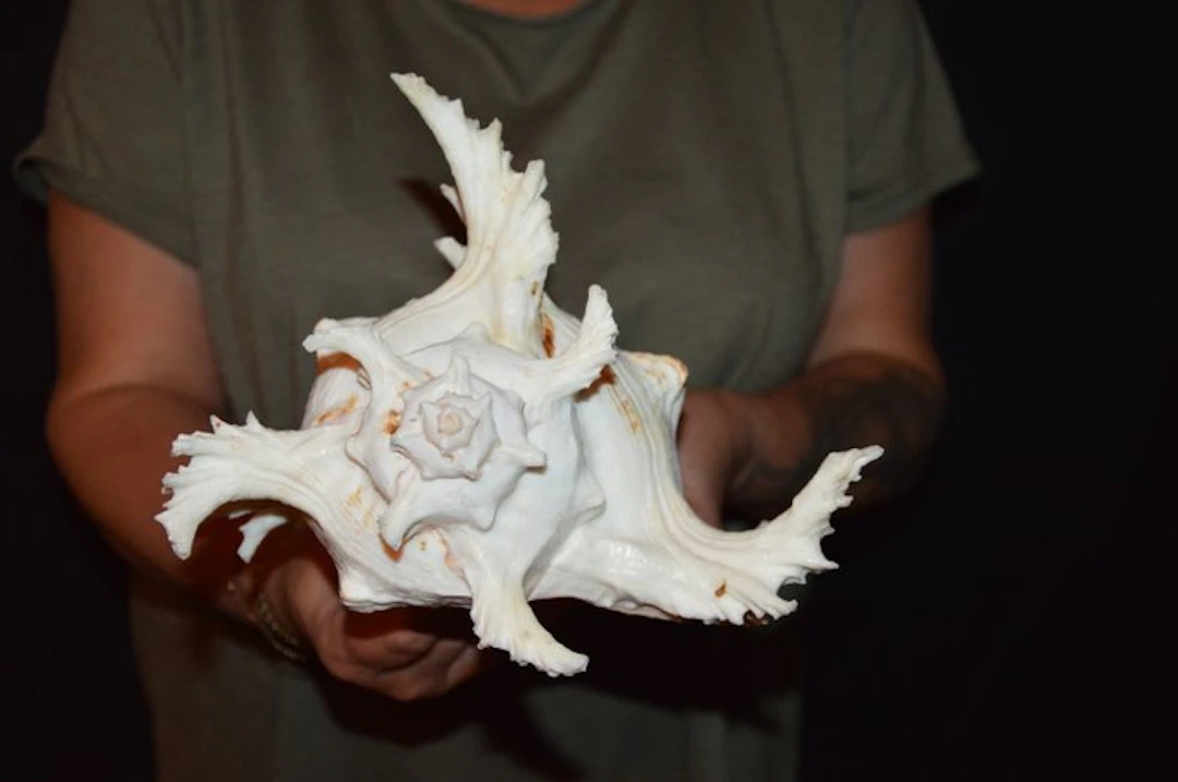 Sea Snail Sea shell - S-596 CHICOREUS RAMOSUS