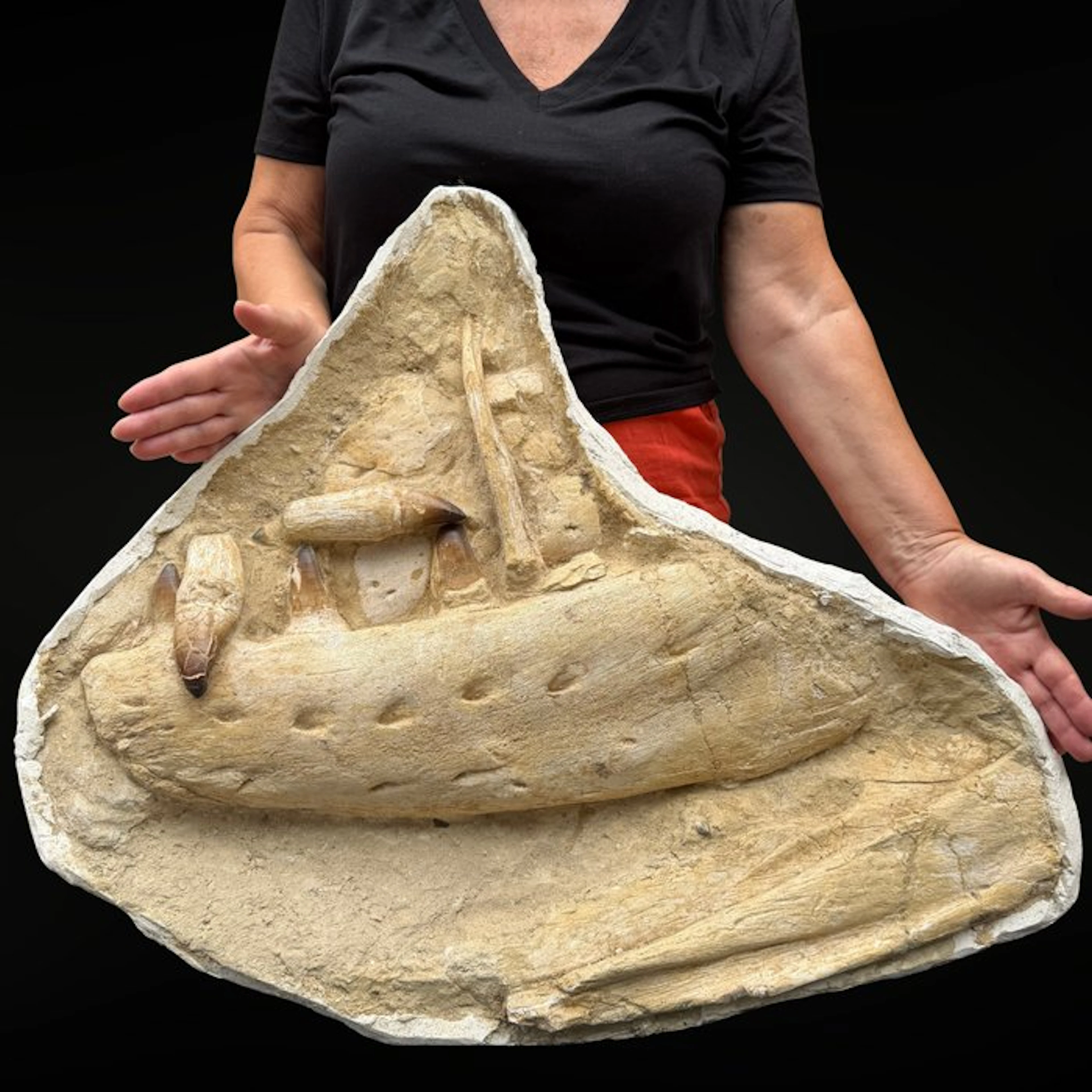 Mosasaur jaw – Authentic natural specimen - Fossil matrix...