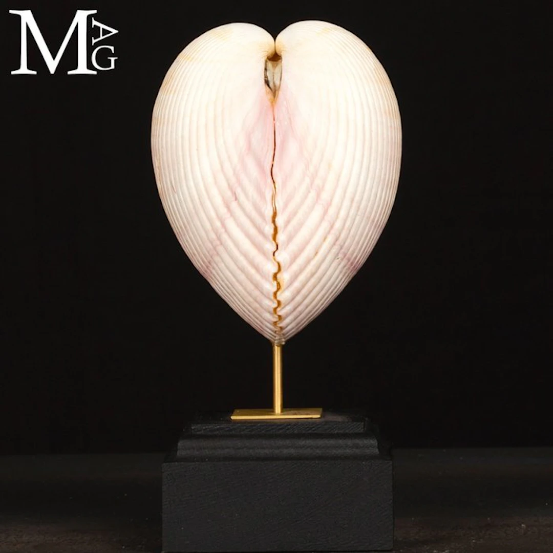 Maoricardium Pseudolima Shell on Wood and Brass Base...